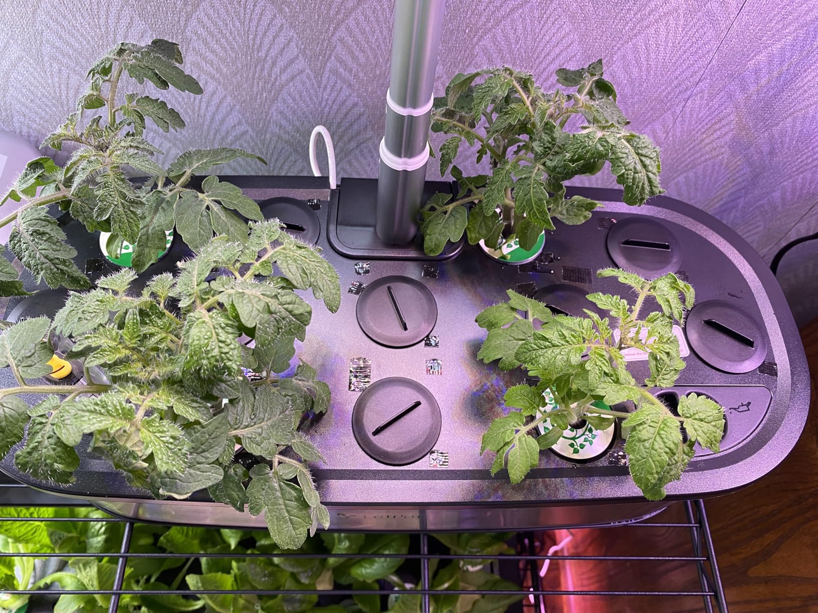 LetPot LPH-Max Hydroponics Growing System Kit, 21 Pods APP & WiFi Automatic Controlled Smart Indoor Garden with 36W LED Grow Light, Auto Drip Irrigation Kits, Self-Managed Nurturing & Watering - Customer Photo 2