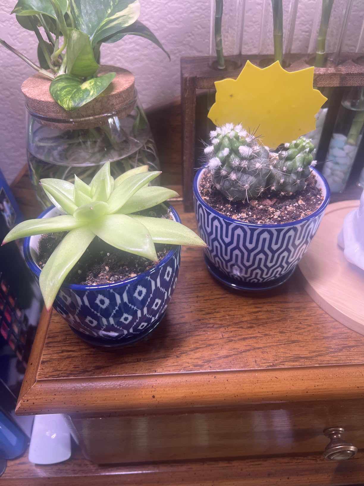Selamica Ceramic Plant Pots, 4.6 Inch Flower Pots for Indoor Plants, Succulent Pots with Drainage Hole & Saucer, Succulent Planters for Succulent Cactus, Home Decor, Set of 4, Vintage Blue - Customer Photo 1