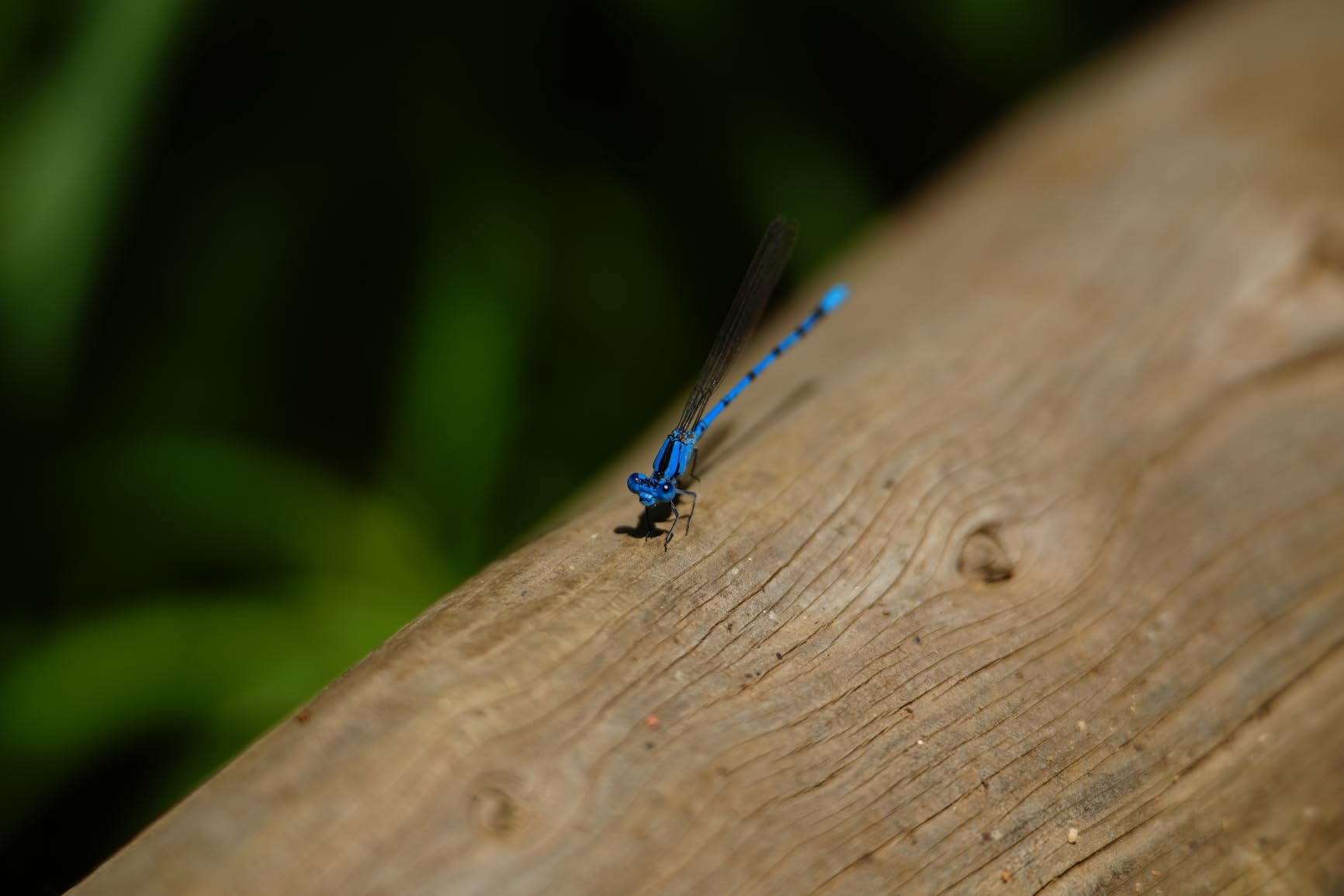 Tamron 70-180mm F/2.8 Di III VC VXD G2 - Customer Photo 3