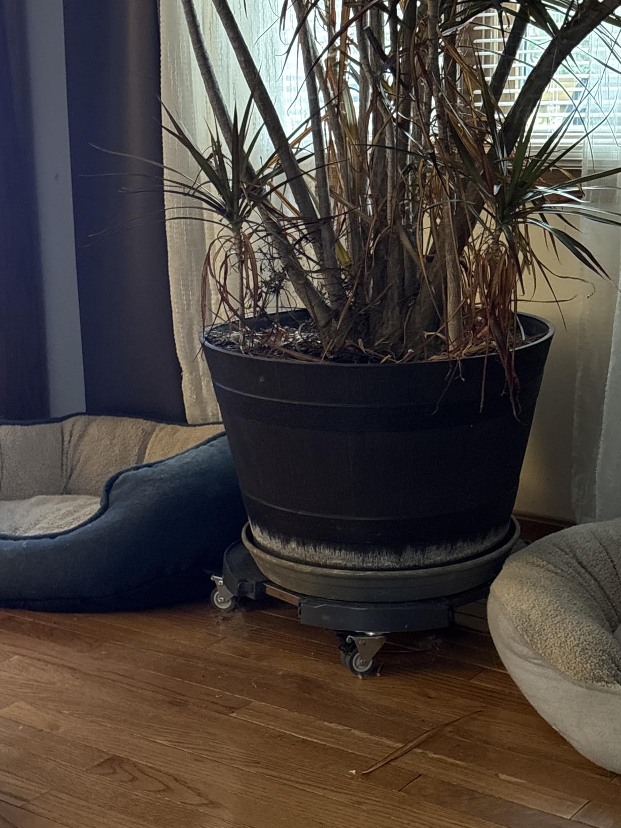 Plant Caddy Stand with 360 Wheels Adjustable 15-22 Inch Rolling Plant Stand Heavy Duty Large Plant Cart Dolly with Casters 440lbs Capacity for Large Planter, Garden Pot, Flower Pot, Black, 1 Pack - Customer Photo 1