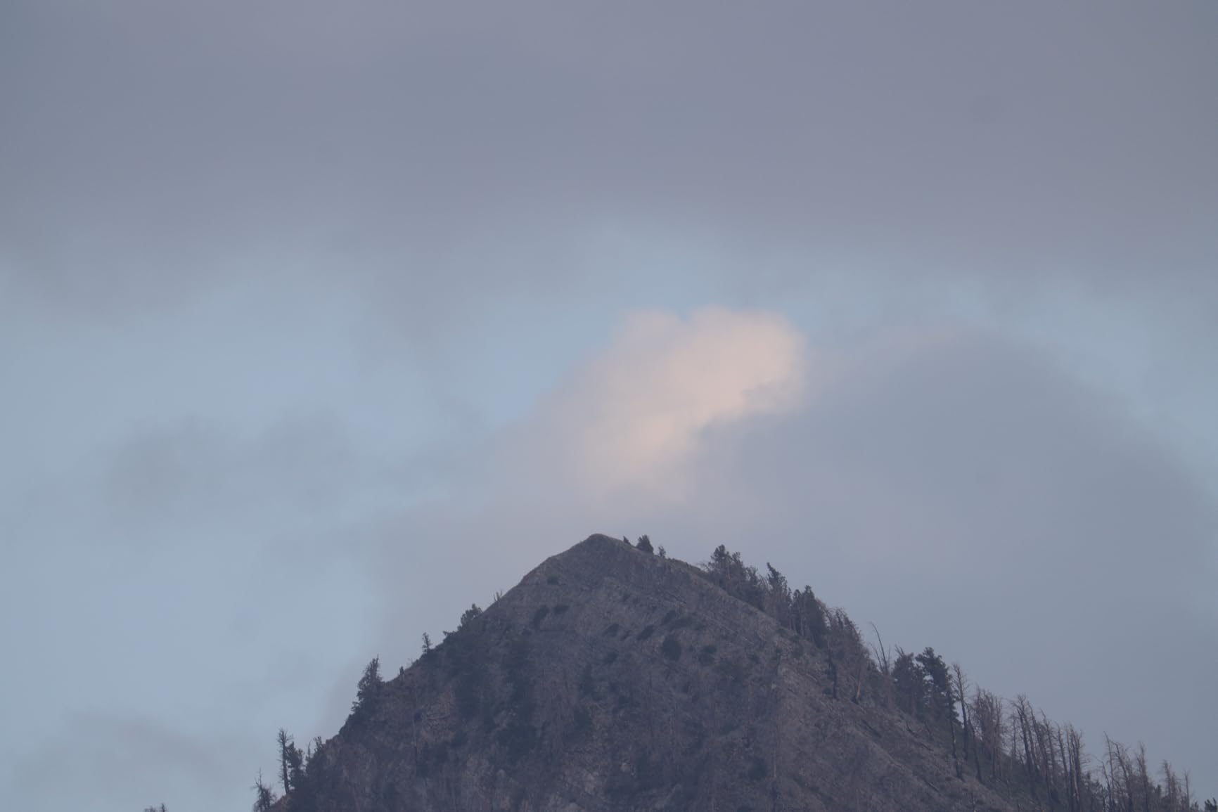 Canon RF200-800mm F6.3-9 IS USM Super-telephoto Zoom Lens, Mirrorless, Powerful Zoom Range, Comfortable Handheld Shooting, for Wildlife, Nature, Outdoor Sports customer photo 1