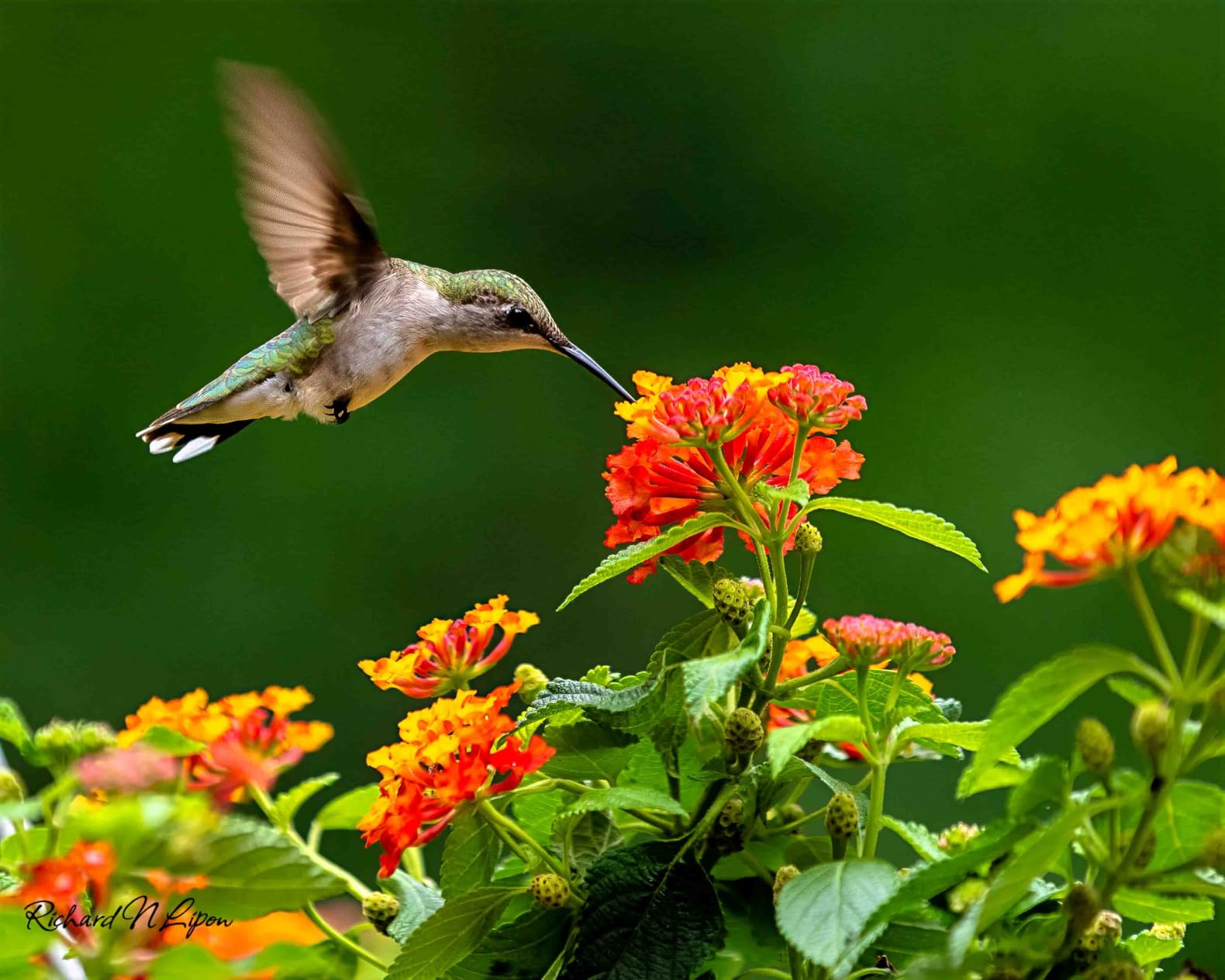 Sony Alpha 9 III Mirrorless Camera with World's First Full-Frame 24.6MP Global Shutter System and 120fps Blackout-Free Continuous Shooting - Customer Photo 2