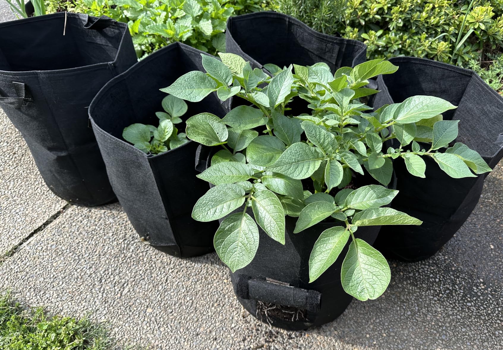 4-Pack 10 Gallon Potato Grow Bags with Flap Window, Heavy Duty Aeration Fabric Pots with Handles for Garden and Planting(Black) - Customer Photo 2