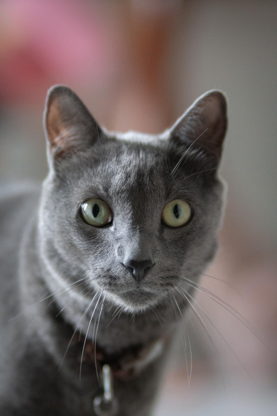 Meike 85mm F1.8 Auto Focus STM (Stepping Motor) Full Frame Portrait Lens for Sony E-Mount - Customer Photo 1