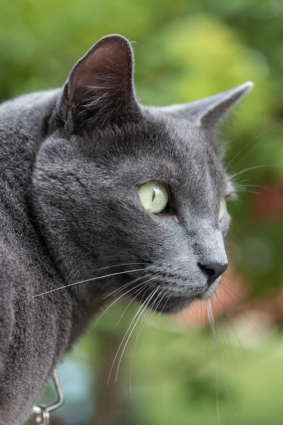 Meike 85mm F1.8 Auto Focus STM (Stepping Motor) Full Frame Portrait Lens for Sony E-Mount - Customer Photo 2