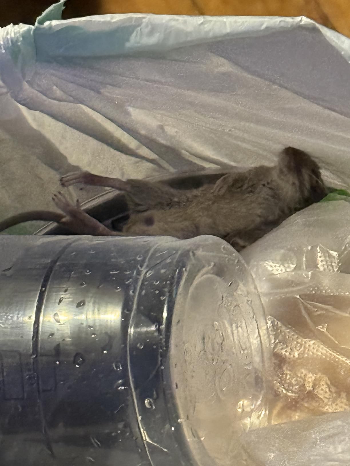 Victor Electronic Mouse Trap Humane Mouse Traps Indoor for Home - M250B - No Touch Electric Mouse Traps for Home - Customer Photo 2