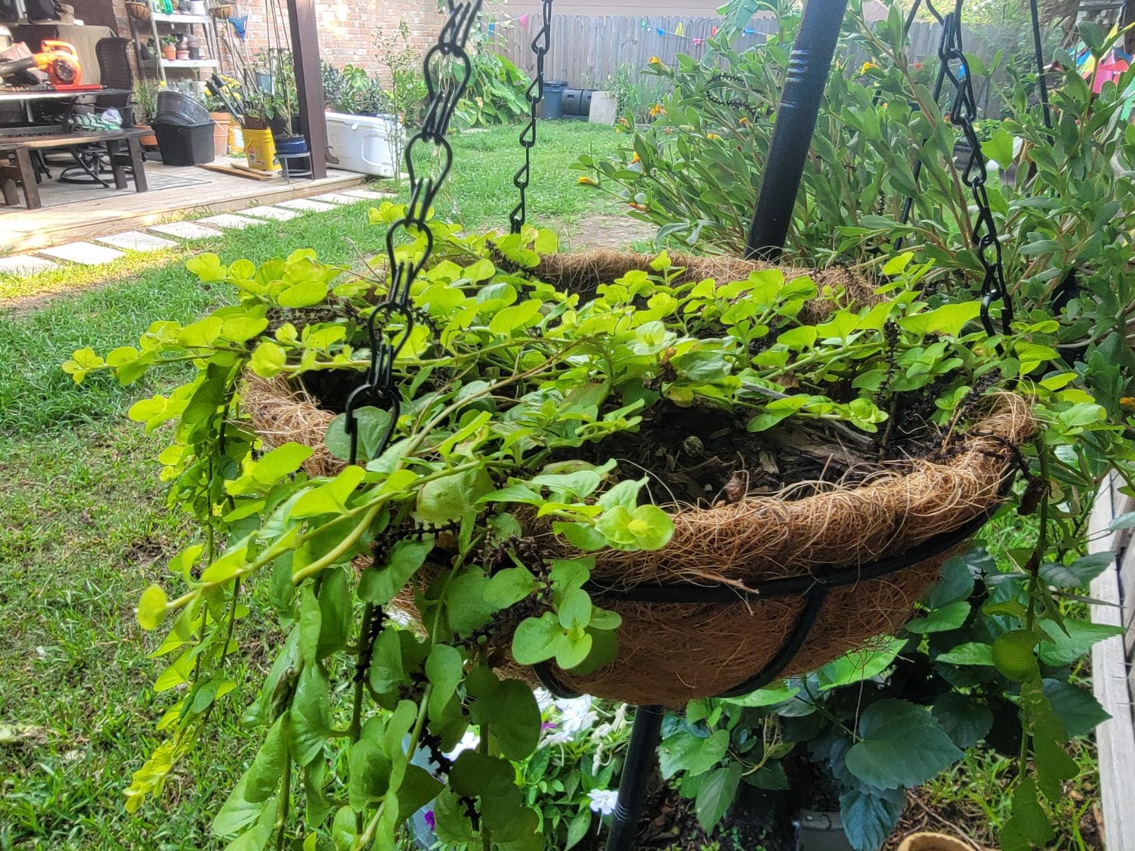 4 Pack 12 Inch Hanging Baskets for Plants Outdoor Metal Hanging Planter Basket with Coco Coir Liner Hanging Flower Baskets Hangings Flower Pots Holder for Garden, Patio(AX) - Customer Photo 1