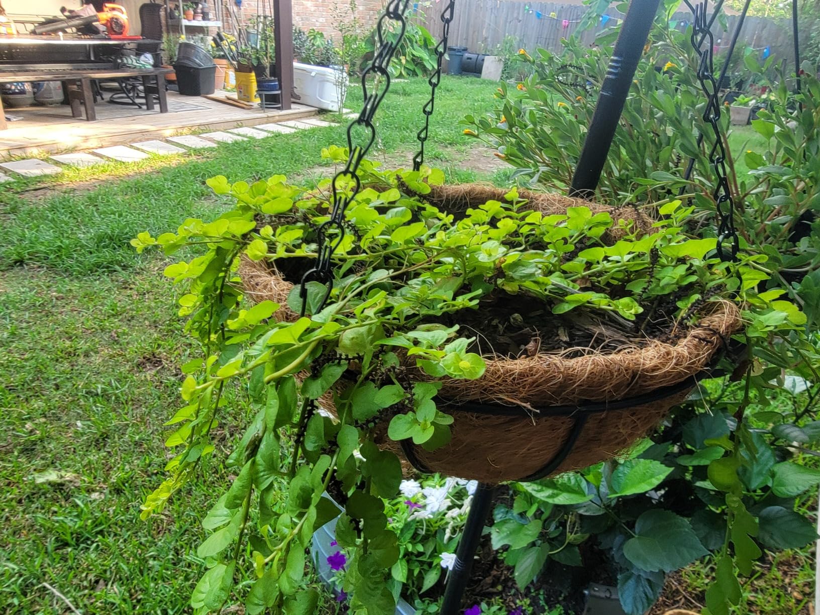 4 Pack 12 Inch Hanging Baskets for Plants Outdoor Metal Hanging Planter Basket with Coco Coir Liner Hanging Flower Baskets Hangings Flower Pots Holder for Garden, Patio(AX) - Customer Photo 2