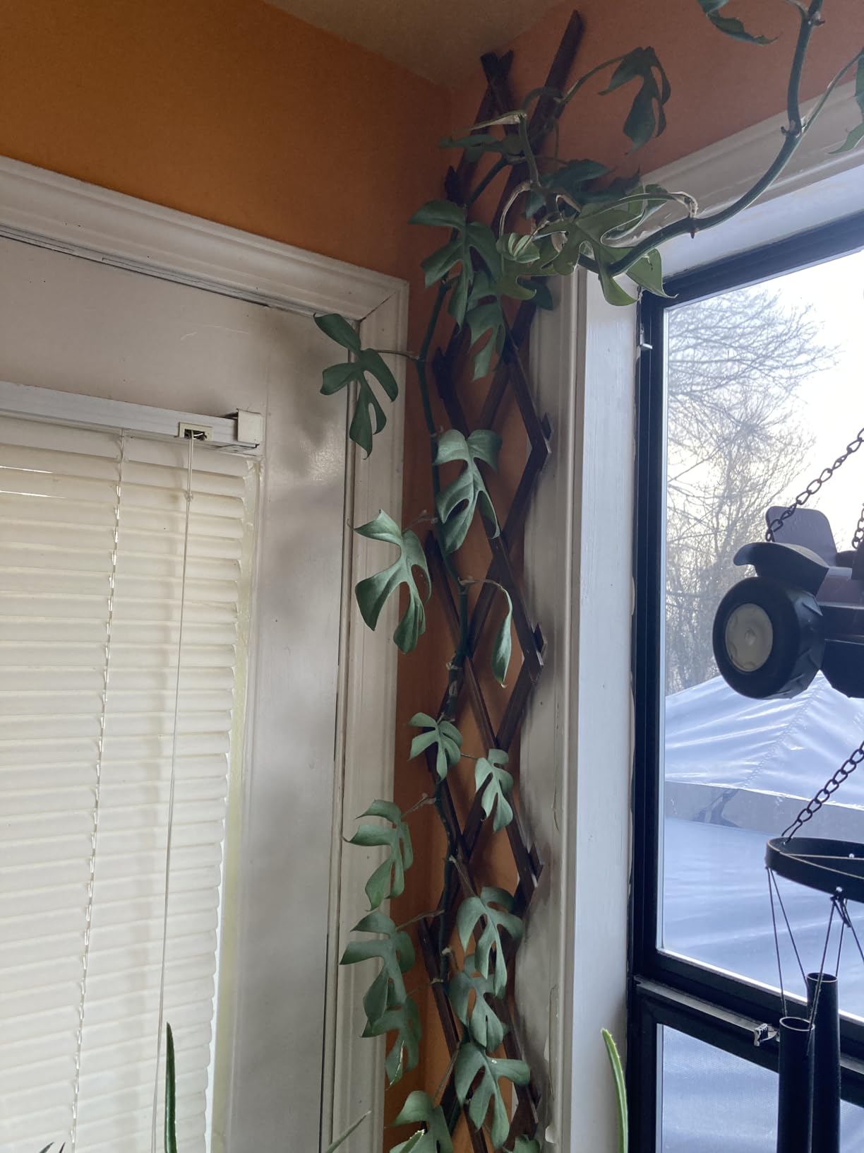 Wooden Lattice Panels for Outside 1Pack, 75