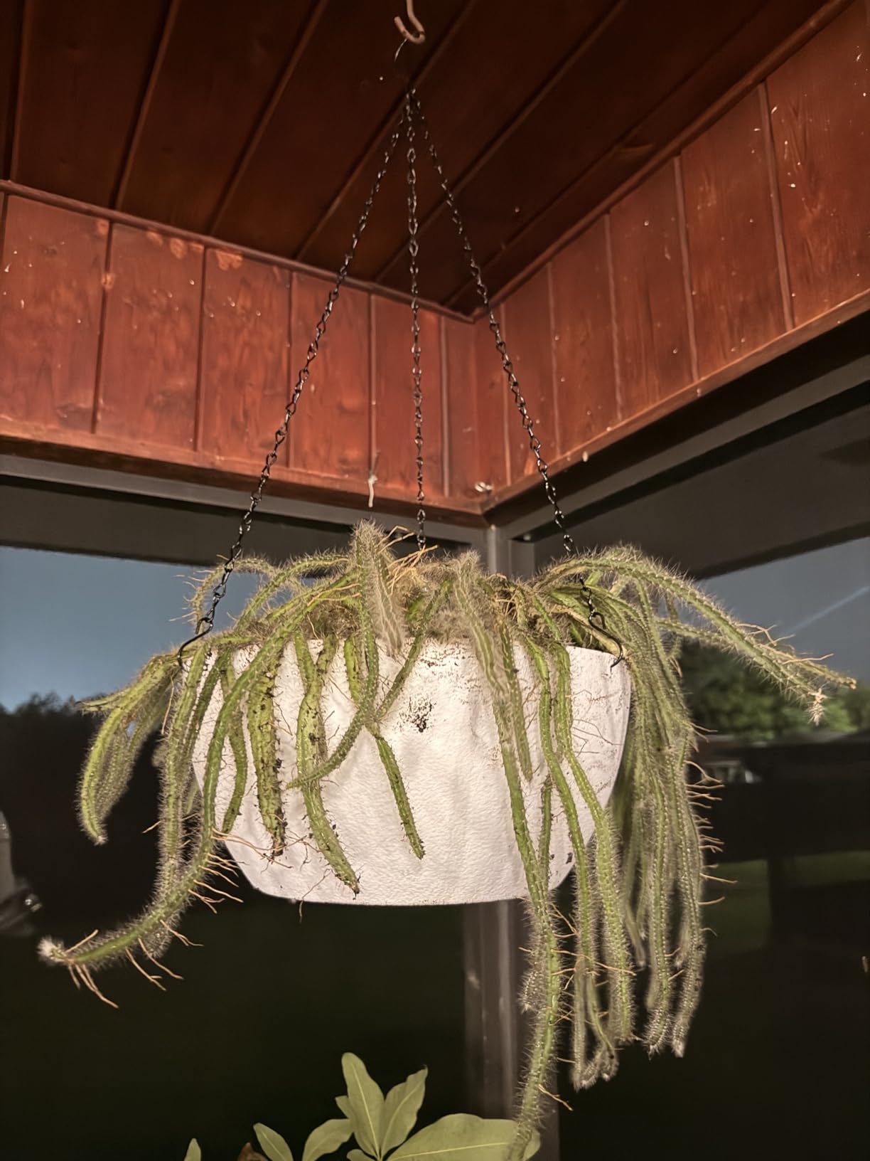 10 inch Hanging Planters for Outdoor Indoor Plants with Drainage Holes and Chain, 2 Pack Round Hanging Flower Pots for Garden Home Porch Decor, Black - Customer Photo 2