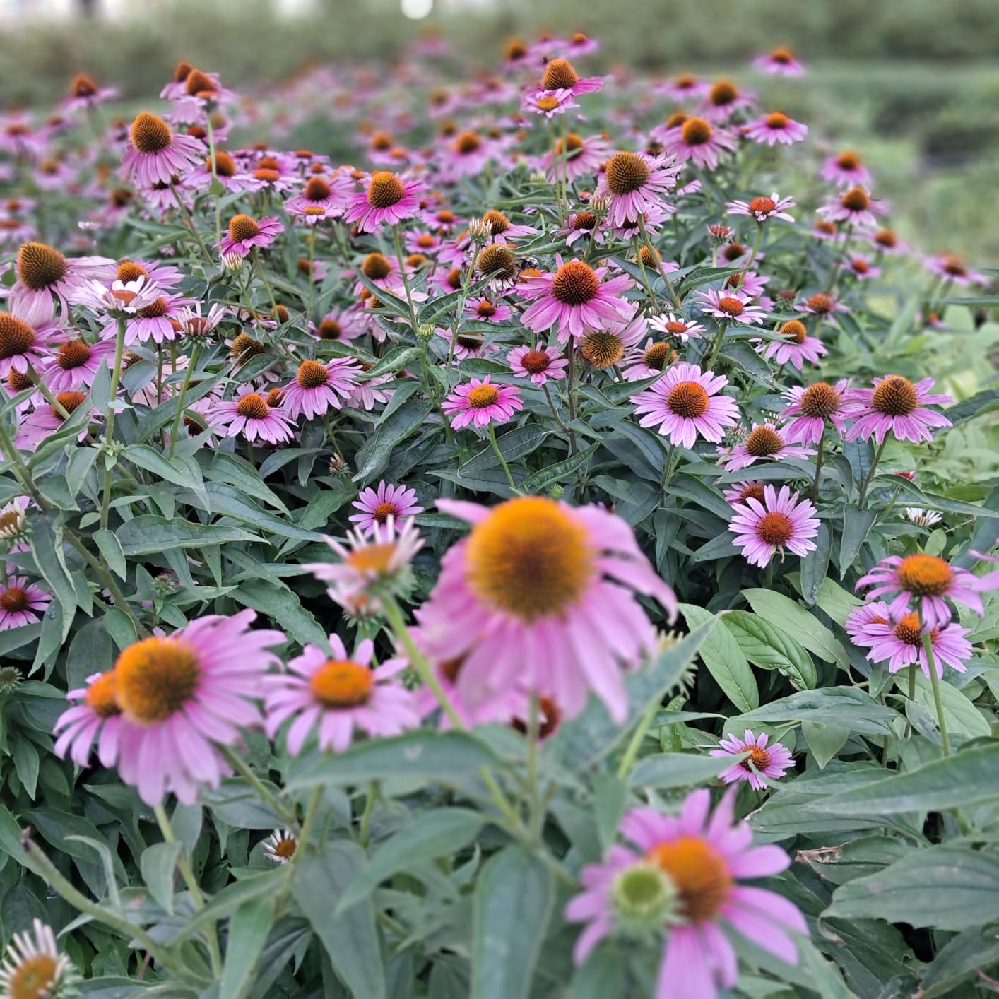 Samsung Galaxy A25 5G A256E 128GB Dual-SIM GSM Unlocked Android Smartphone (Latin Variant/US Compatible LTE) - Blue Black - Customer Photo 2