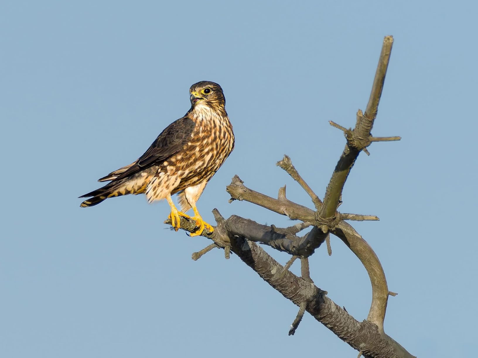 OM SYSTEM Olympus OM-1 Mark II Micro Four Thirds System Camera 20MP BSI Stacked Sensor Weather Sealed Design - Customer Photo 2