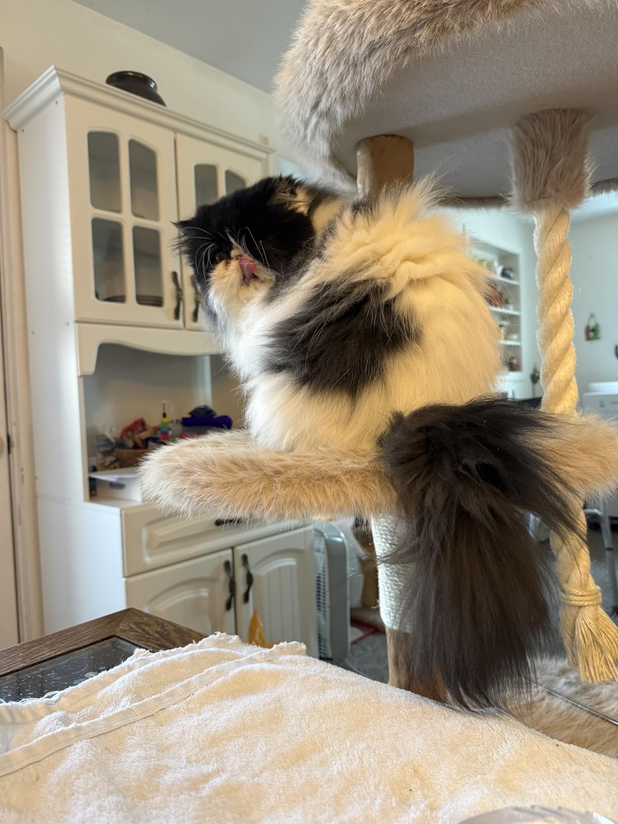 Dyson V15 Detect Plus Cordless Vacuum, Illumination Reveals dust, 240AW, 3 Power Modes, Up to 60 Minutes, Deep Cleans Hard Floors and Carpets, Detangles pet Hair, Converts to Handheld - Customer Photo 1