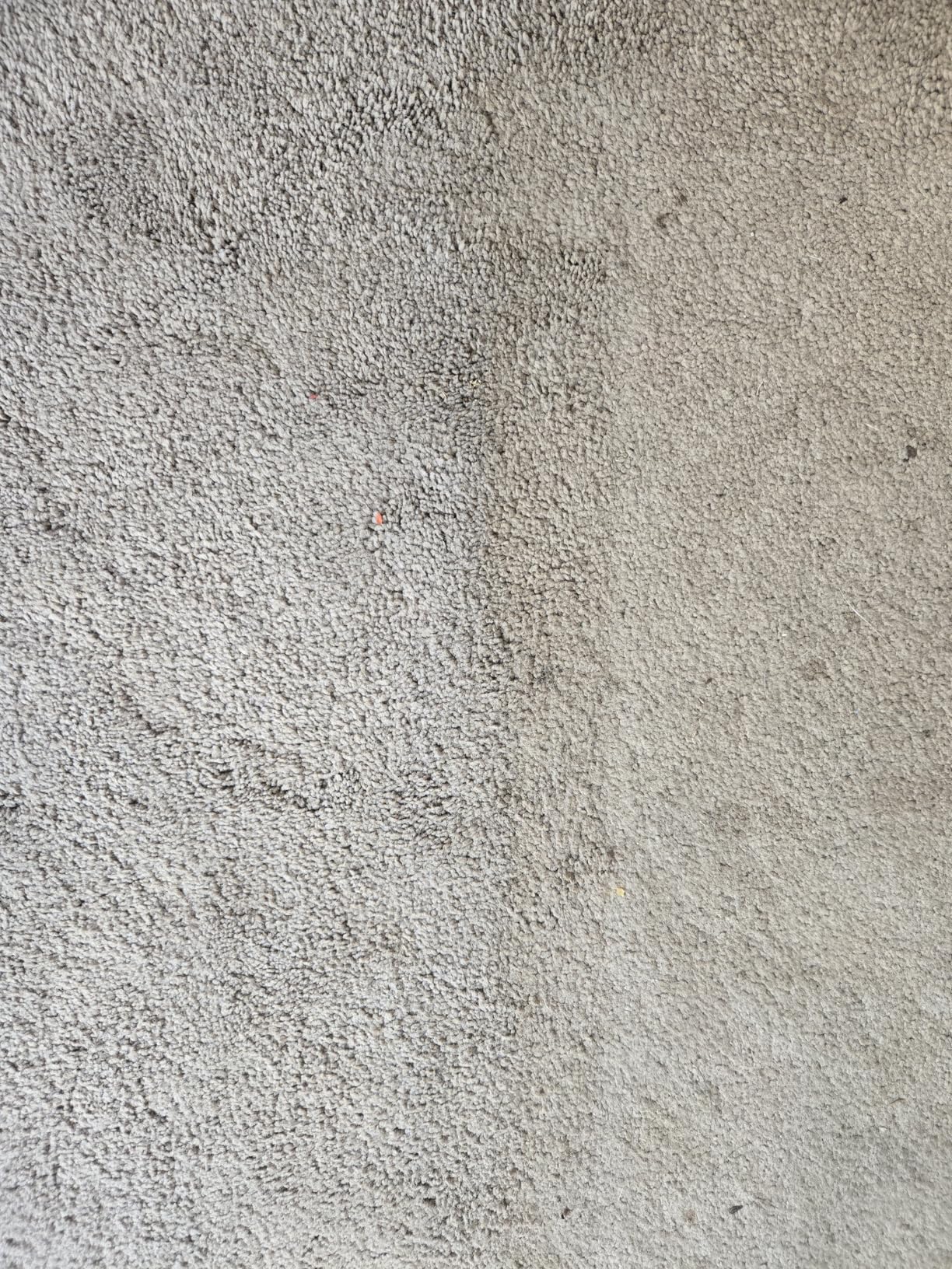 Shark CarpetXpert Upright Carpet & Area Rug Cleaner, Perfect for Pets, Lightweight & Powerful, Dirt, Grime, & Odor Removal, Carpet Shampooer, Cleaning Solution, Blue, EX121BRN - Customer Photo 3