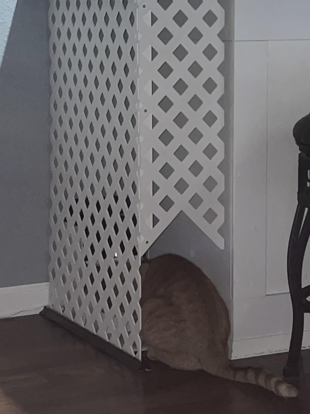 PETLIBRO RFID Automatic Cat Feeder, Collar Tag-Activated Personalized Meals, 5G&2.4G Wi-Fi Programmable Cat Food Dispenser with Cats Recognition & Diet Tracking for Multi-Pet Homes and Different Diets - Customer Photo 2