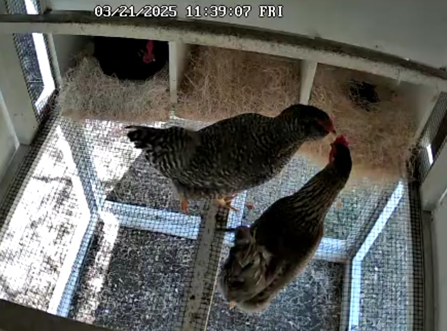 REOLINK 2K 3MP Solar Wireless Security Camera Outdoor, Spotlight Night Vision, 2.4GHz WiFi, Solar/Battery Powered Home Surveillance, Smart AI Detection, No Subscription, Local Storage, Argus 3E Kit - Customer Photo 1