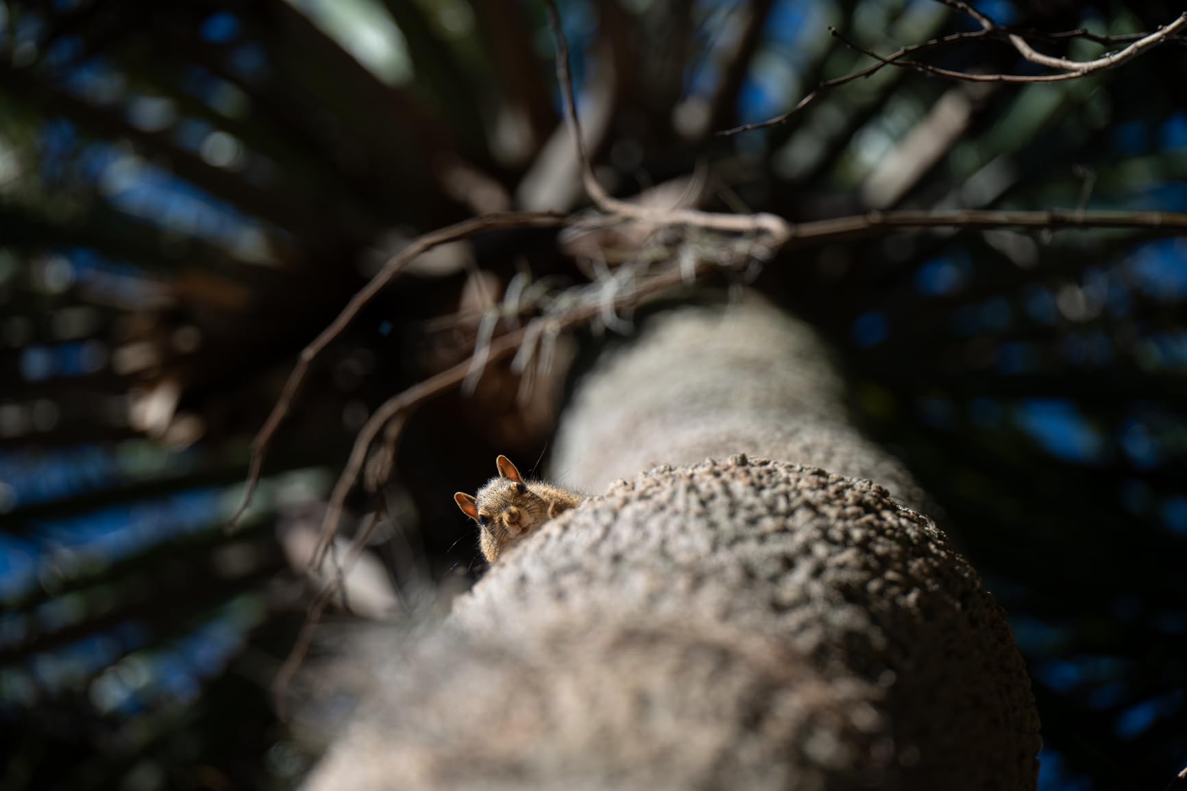 NIKKOR Z 28-400mm f/4-8 VR Mirrorless Lens customer photo 2