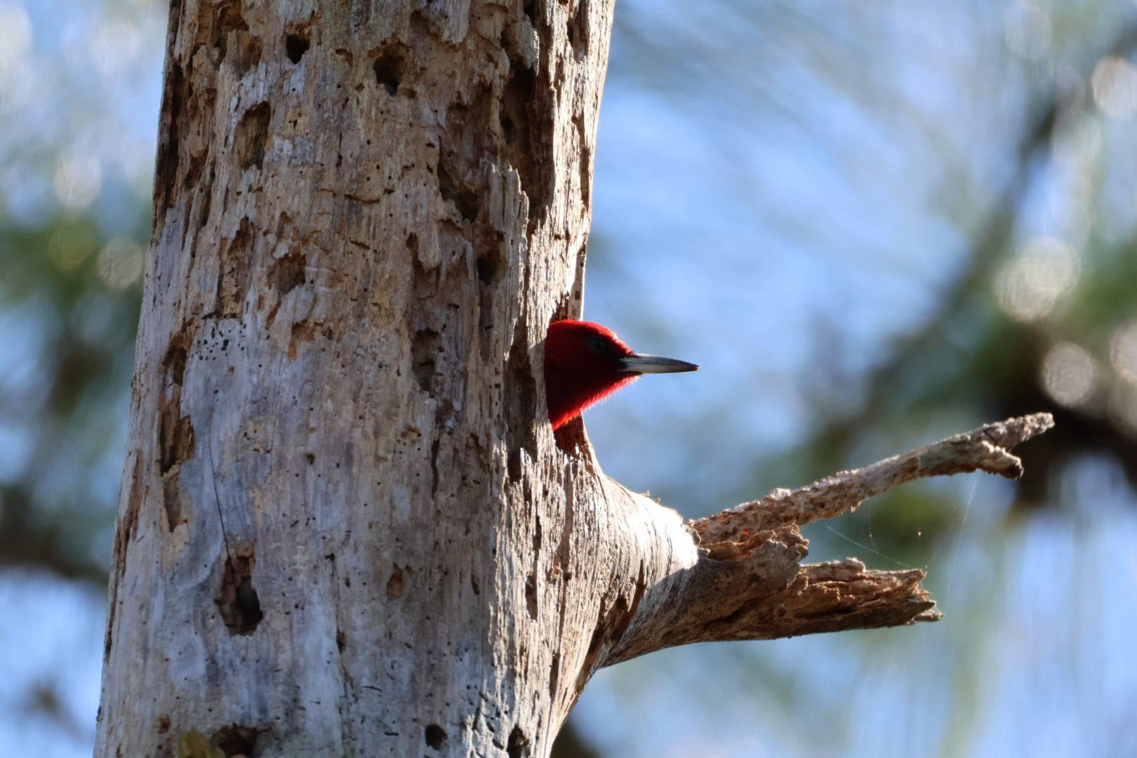 Canon EOS R50 Vlogging Creator Kit, Hybrid Mirrorless Camera with RF-S10-18mm F4.5-6.3 IS STM Lens and Tripod Grip, Wide-angle Lens, 24.2 MP CMOS (APS-C) Sensor, Vlogging Camera, Black - Customer Photo 2