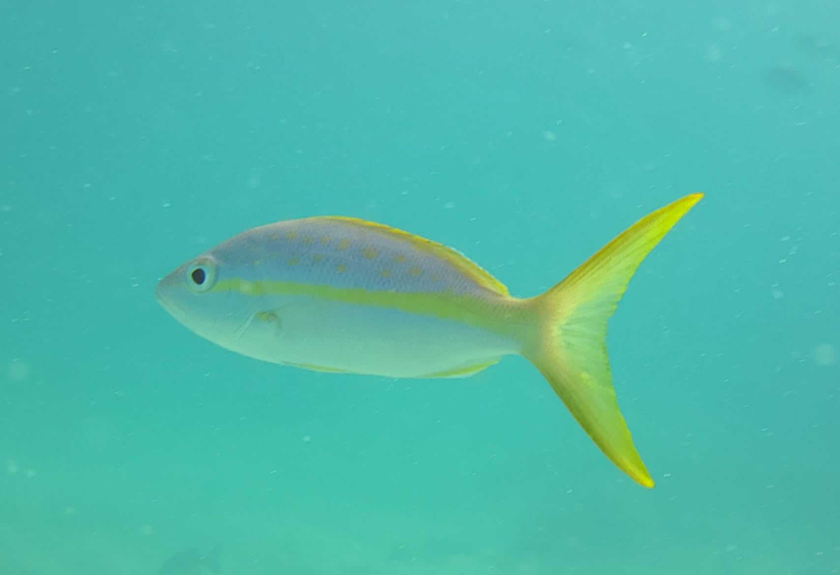 SeaLife SportDiver Ultra Underwater Smartphone Scuba Housing - Dive to 130', Waterproof Photography, Easy Camera Controls, with Leak Alarms, Fits Most Phones customer photo 1