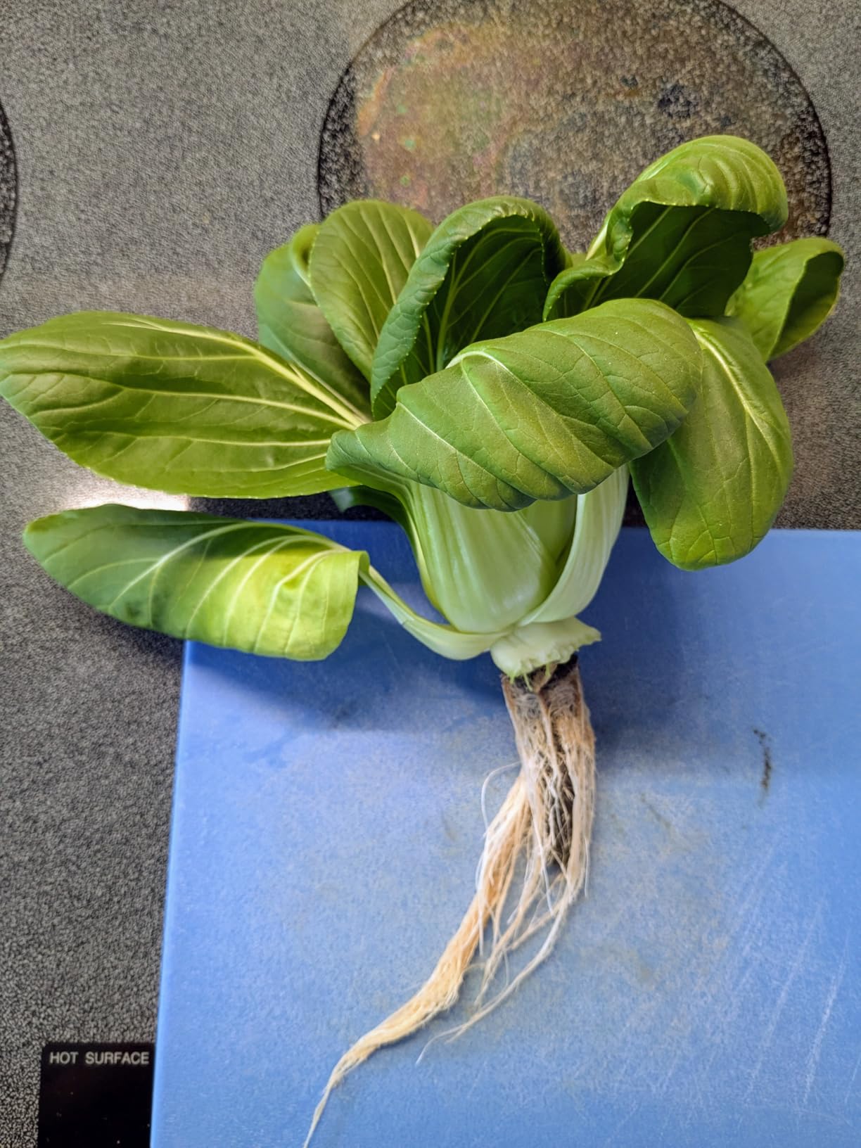 LetPot LPH-Air Hydroponics Growing System Kits, APP & WiFi Controlled Smart Indoor Garden with Adjustable 24W Grow Light Full Spectrum, 10 Pods Planter Indoor Gardening for Gifts, Kitchen, Vegetable - Customer Photo 5