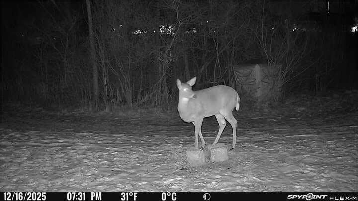 SPYPOINT Flex-M Twin Pack Cellular Trail Cameras - Best Hunting Accessories, No WiFi Needed, GPS, Night Vision, Dual-Sim LTE, IP65 Water-Resistant Game Camera, 28MP Photos, 720p Videos + Sound (2) - Customer Photo 1