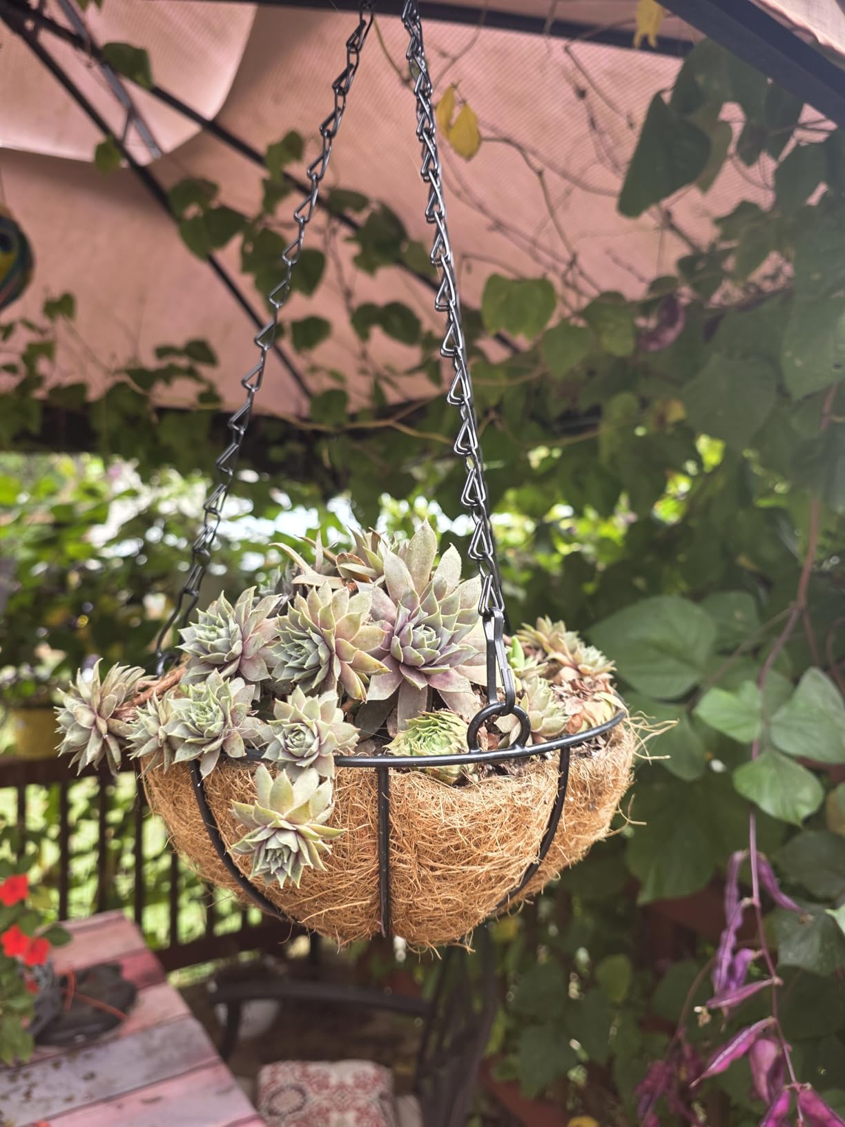 Hanging Baskets for Plants Outdoor(8 inch 4 Pack)- Coconut Coir Hanging Planters Outdoor, Metal Wire Baskets with Coco Liner, Hanging Pots for Plants Indoor, Flower Pots for Railings - Customer Photo 1