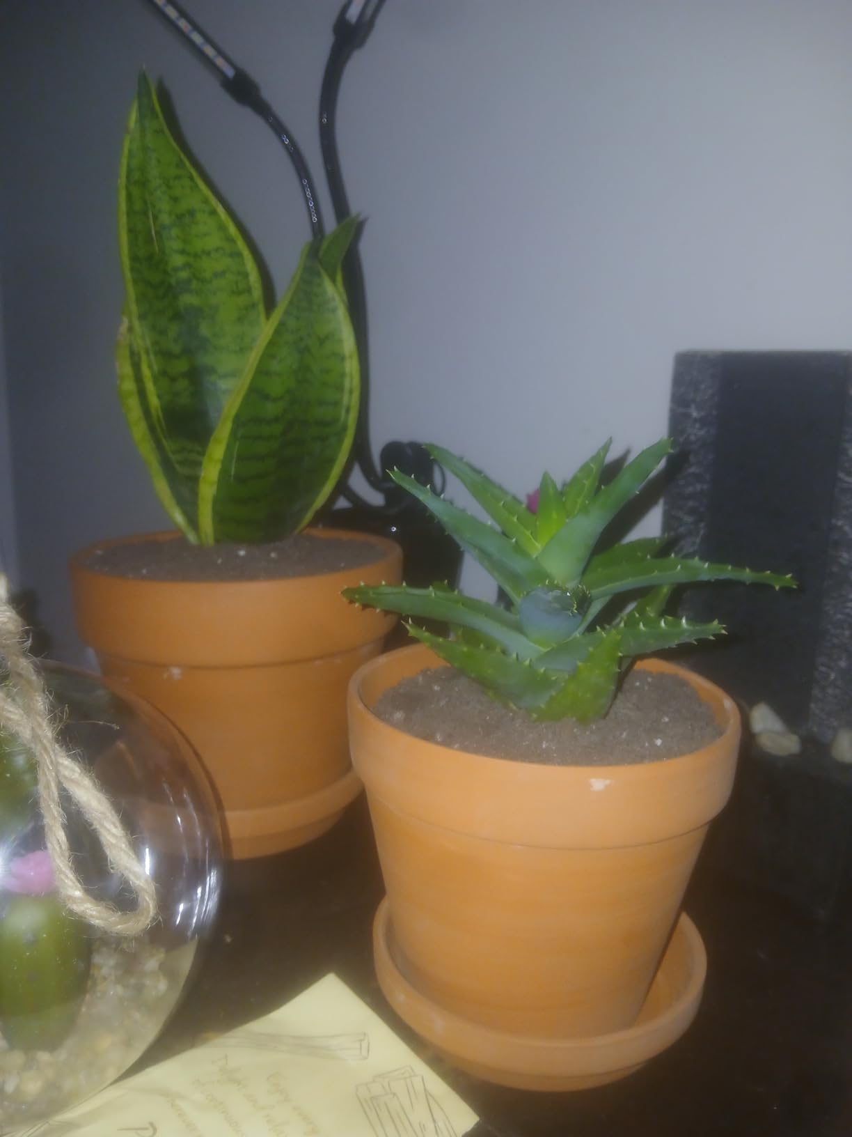 INGOFIN Terracotta Pot with Saucer - 10 Inch Ceramic Clay Pot for Plants with Drainage Hole, Large Terra Cotta Flower Planter with Tray for Indoor Outdoor Plants - Customer Photo 1