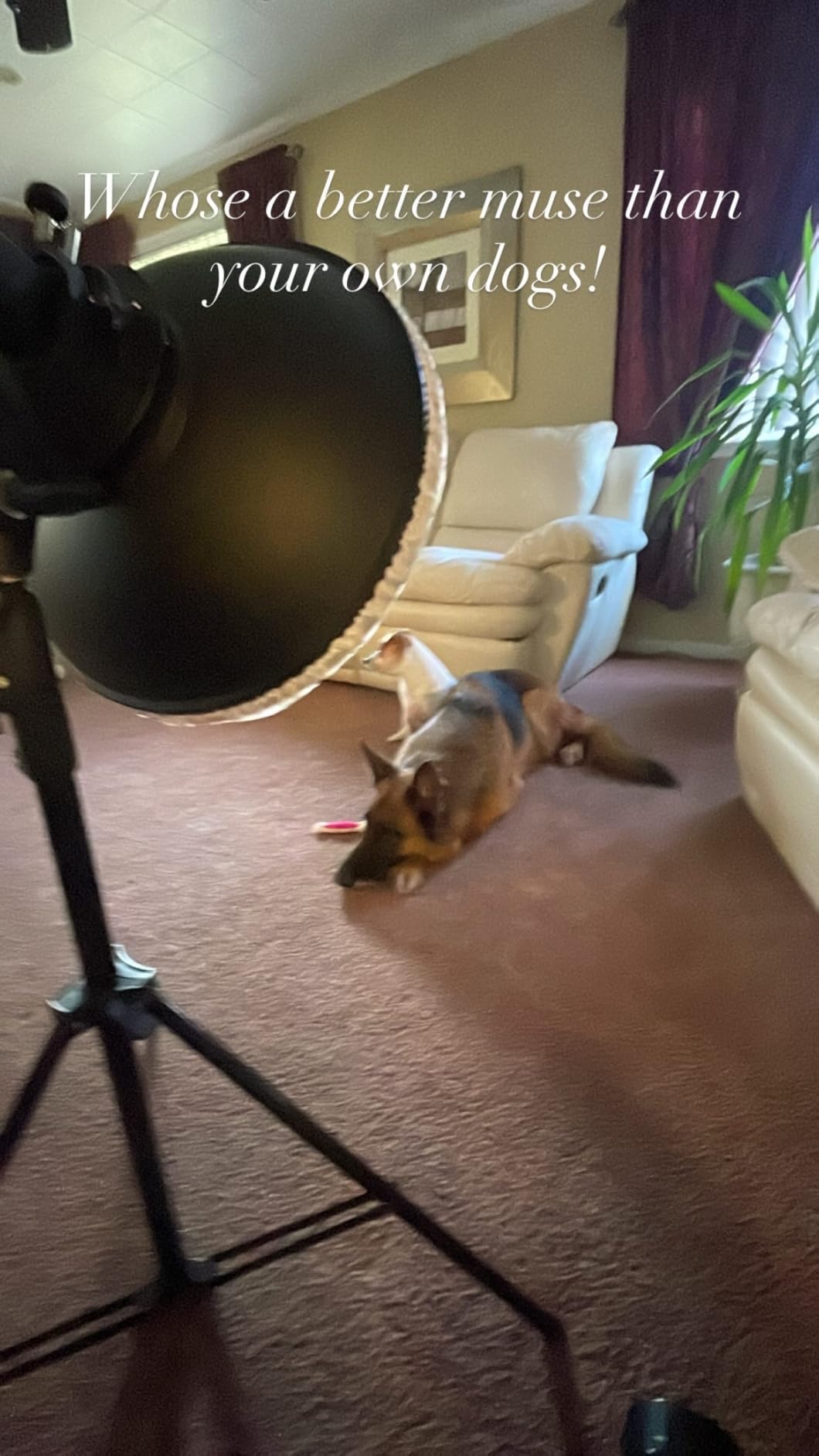 Godox 16.5inch/42cm Silver Beauty Dish Bowens Mount Reflector with White Diffuser, Light Modifier for Bowens Mount Studio Strobe Flash Light Monolight customer photo 1