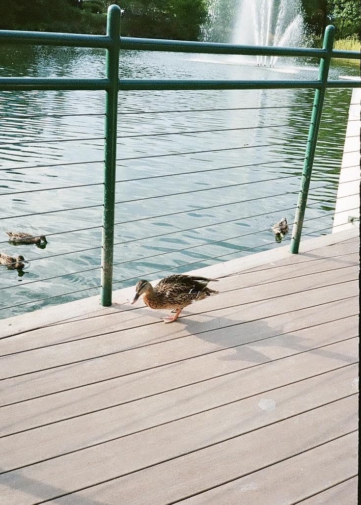 Pentax 17 35mm Film Camera That captures up to 72 Images per roll with a Vertical (Half Frame) Orientation, Perfect for Social Media. - Customer Photo 1