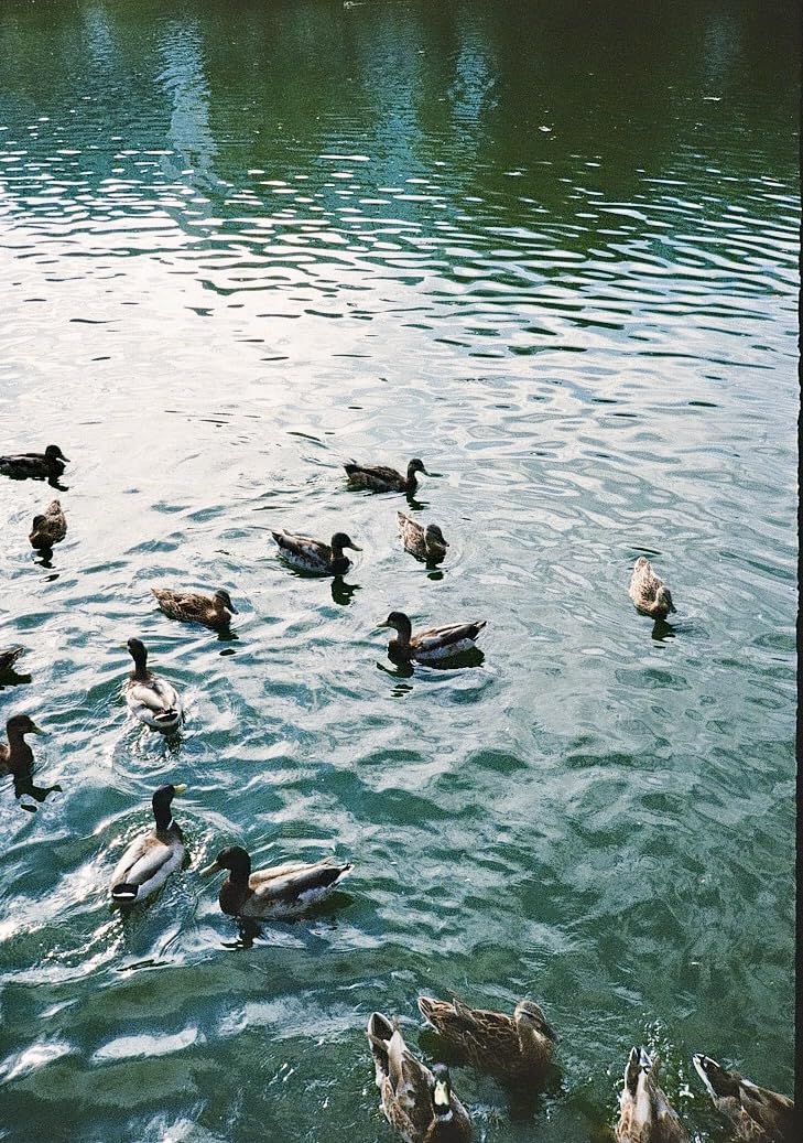 Pentax 17 35mm Film Camera That captures up to 72 Images per roll with a Vertical (Half Frame) Orientation, Perfect for Social Media. - Customer Photo 2