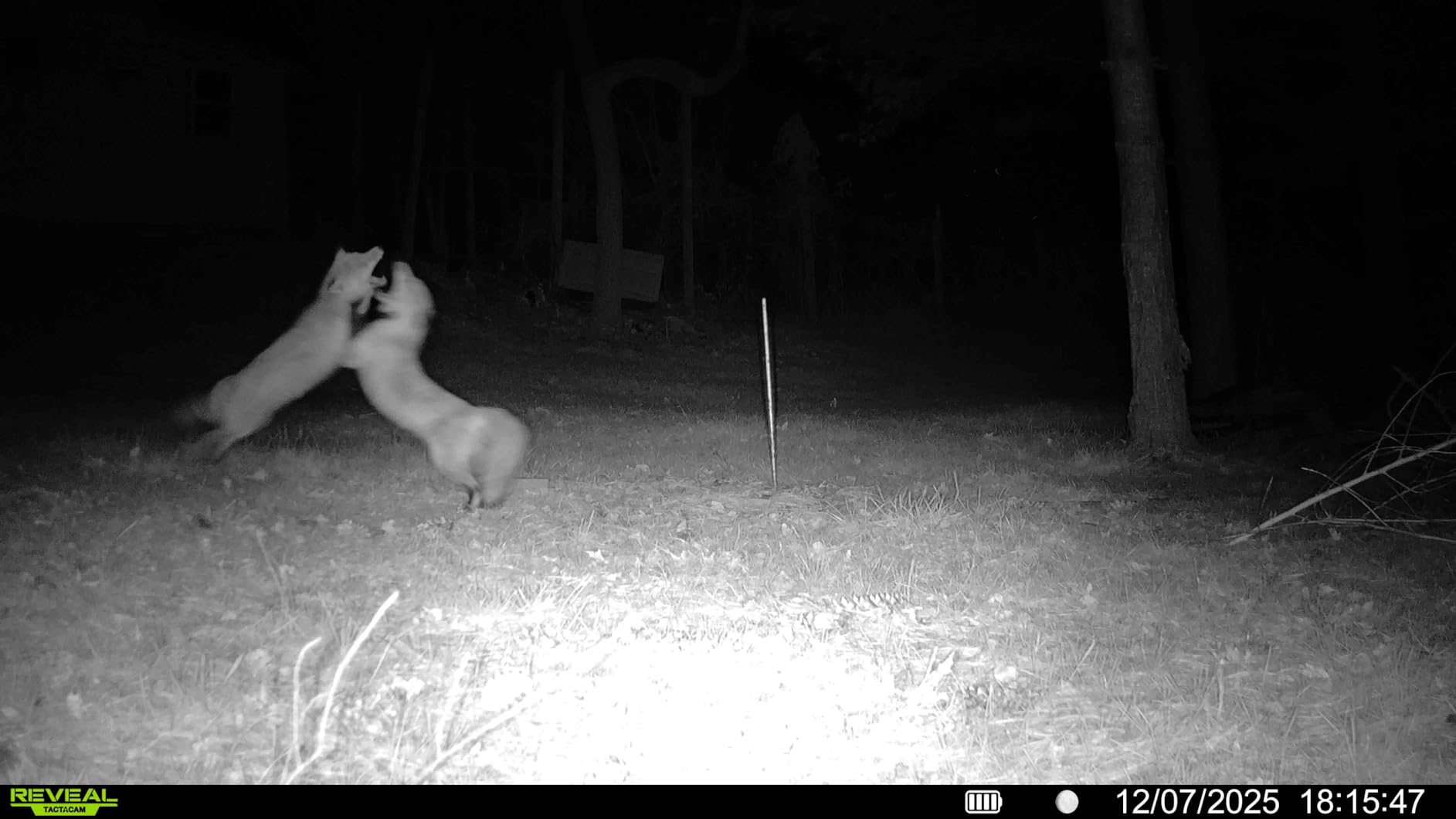 TACTACAM Reveal X Gen 3.0 Cellular Trail Camera: Auto Connect 4G LTE, 4K Photo, 1080p Video, Low-Glow IR Flash, No SD Card Needed, Long Battery Life – Best Hunting, Game & Property Monitoring Camera - Customer Photo 1