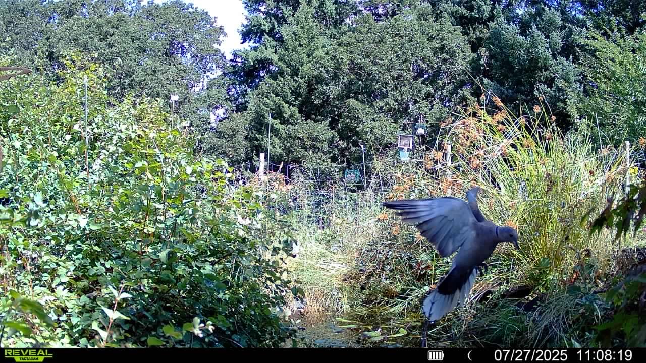 TACTACAM Reveal Pro 3.0 Cellular Trail Camera: Auto Connect 4G LTE, 4K HD Photos, No-Glow IR Flash, Extended Battery, Built-in GPS, On Demand Video – Best Hunting, Game, Scouting, Property Camera - Customer Photo 2