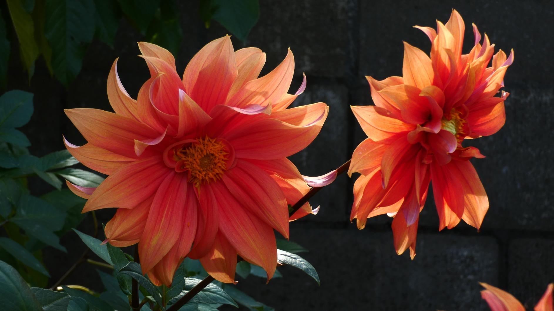 Panasonic LUMIX FZ80D Point and Shoot Digital Camera - Customer Photo 1