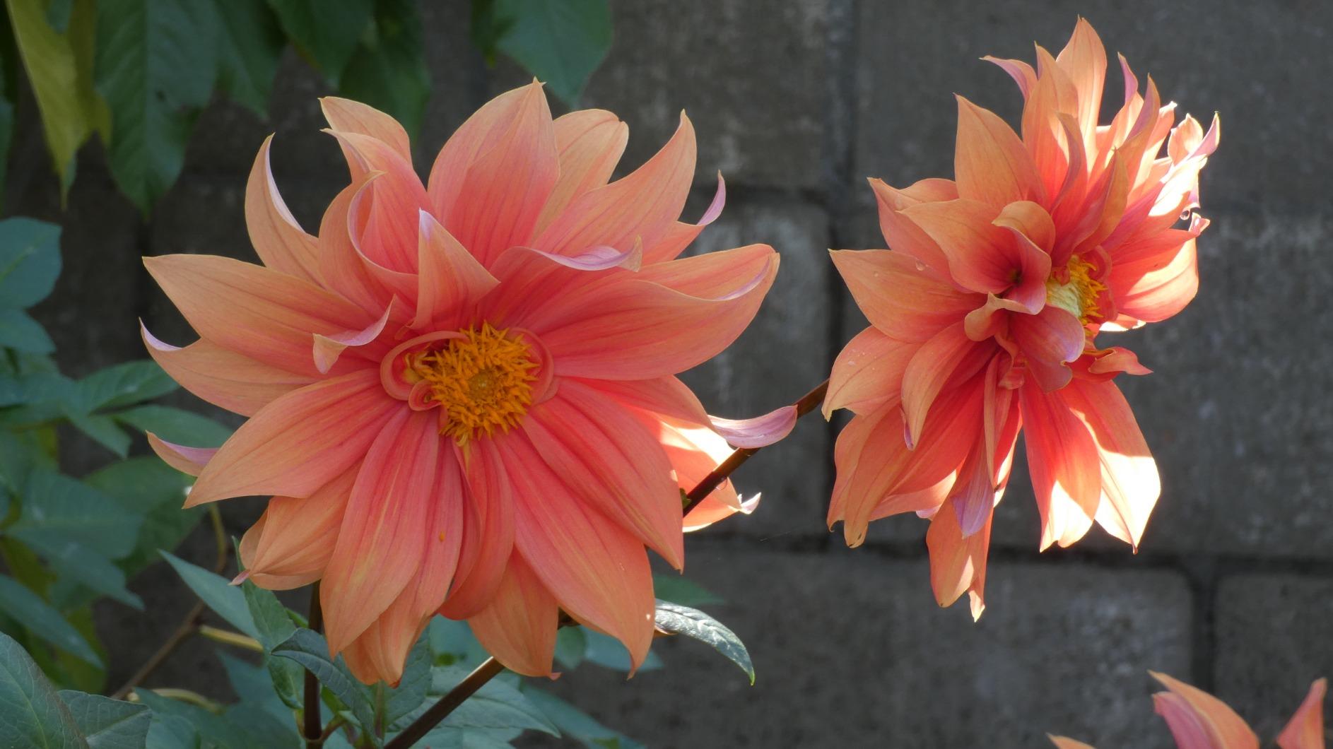 Panasonic LUMIX FZ80D Point and Shoot Digital Camera - Customer Photo 2