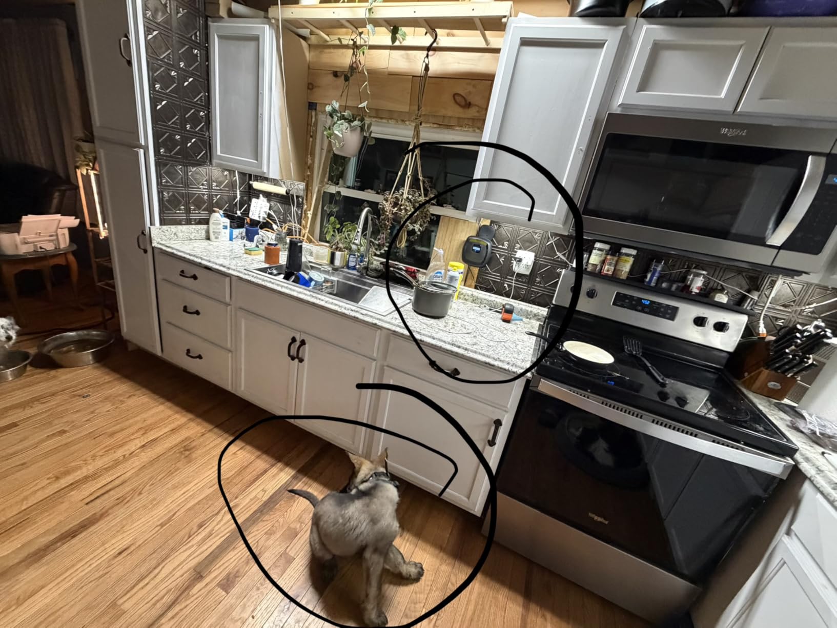 PetSafe Guardian GPS Dog Fence - Advanced AccuGuard Technology - Wireless Virtual Fence - No Subscription Required - Waterproof Collar with Long Lasting Battery - Easy to Set Up - Customer Photo 2