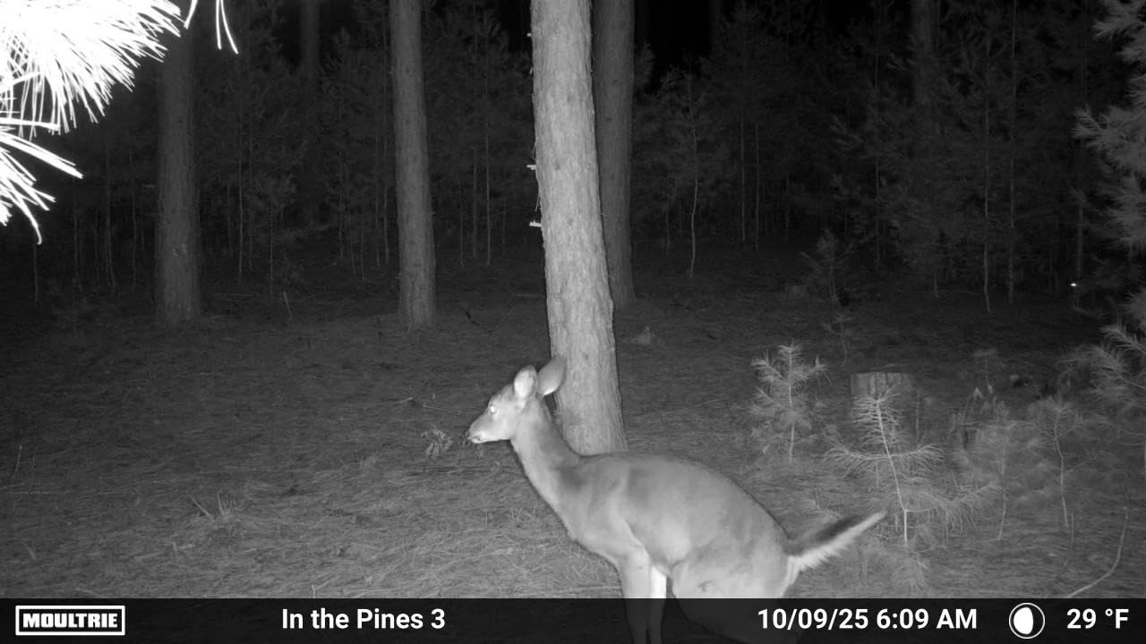 Moultrie Edge 2 Cellular Trail Camera - Auto Connect Nationwide 4G LTE - On Demand 36MP Photo - 1080P Video with HD Audio - 100 Ft Detection Range - Low Glow Flash - Customer Photo 2