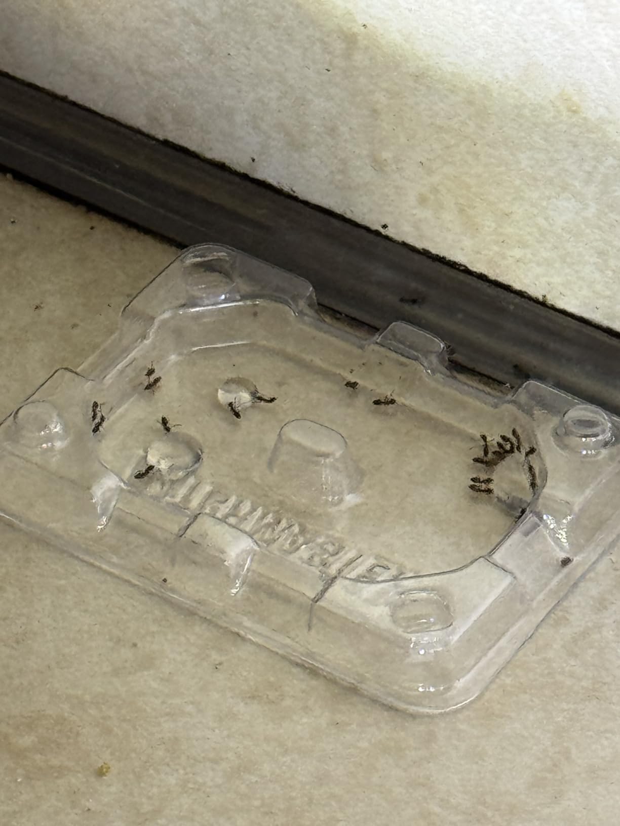 Catchmaster DEFIANT Premium Liquid Ant Killer, 1-Year Supply, Kills the Queen and Colony, No Mess Precision Bottle, Reusable Ant Traps Indoor & Outdoor, Pest Control Traps, Made in USA - Customer Photo 2