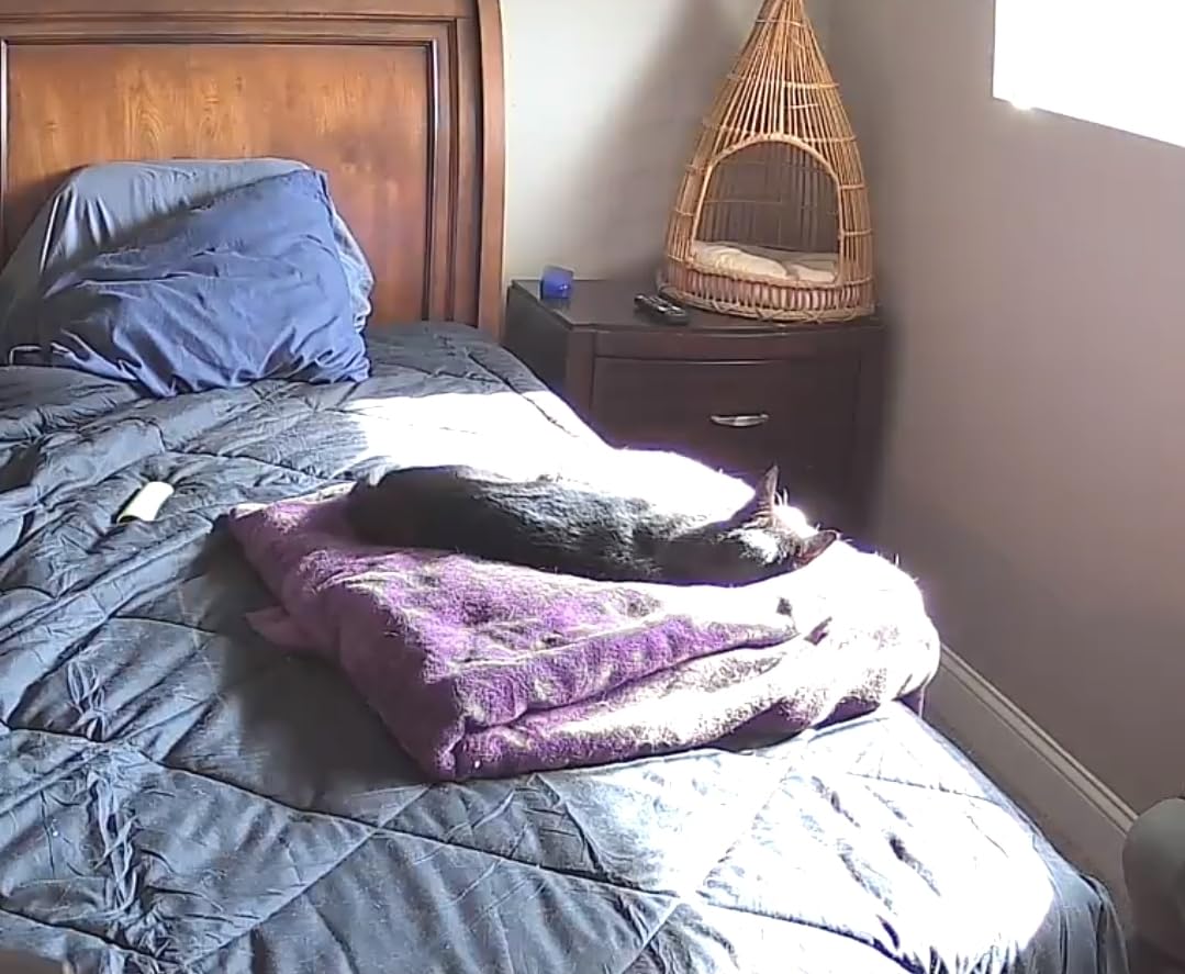 Tapo by TP-Link Pan/Tilt Security Camera for Baby Monitor, Pet Camera w/Motion Detection, 1080P, 2-Way Audio, Night Vision, Cloud & SD Card Storage, Works with Alexa & Google Home, Black (Tapo C201) - Customer Photo 1