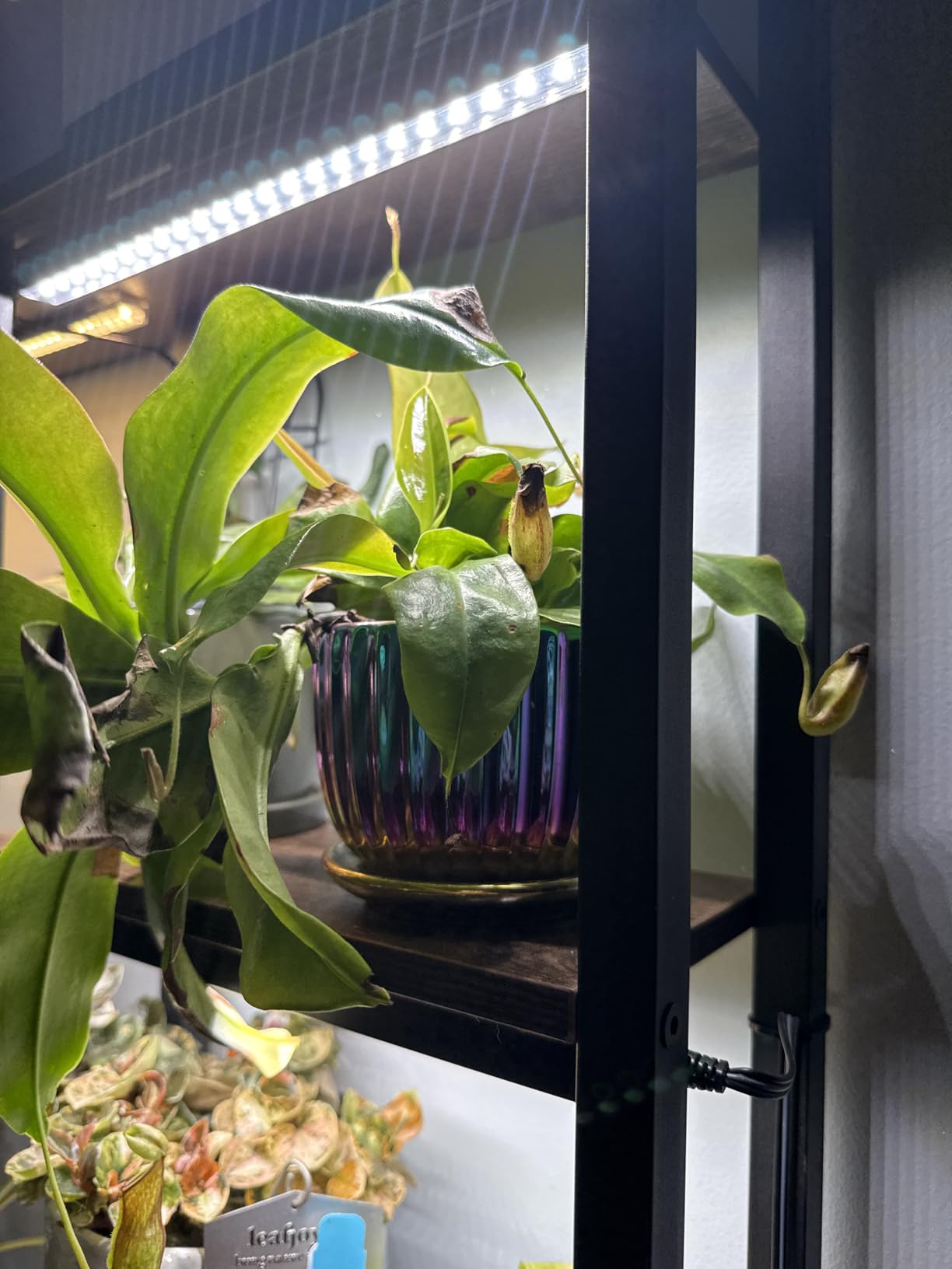 Ton Sin Pink Gold Ceramic Flower Pots, 4