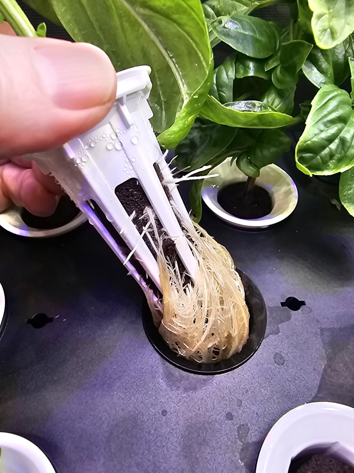 Ahopegarden Hydroponics Growing System Kit Indoor Herb Garden with Grow Light 12 Pods, with LCD Touch Panel Hydroponic Planter, Planting Height Up to 17