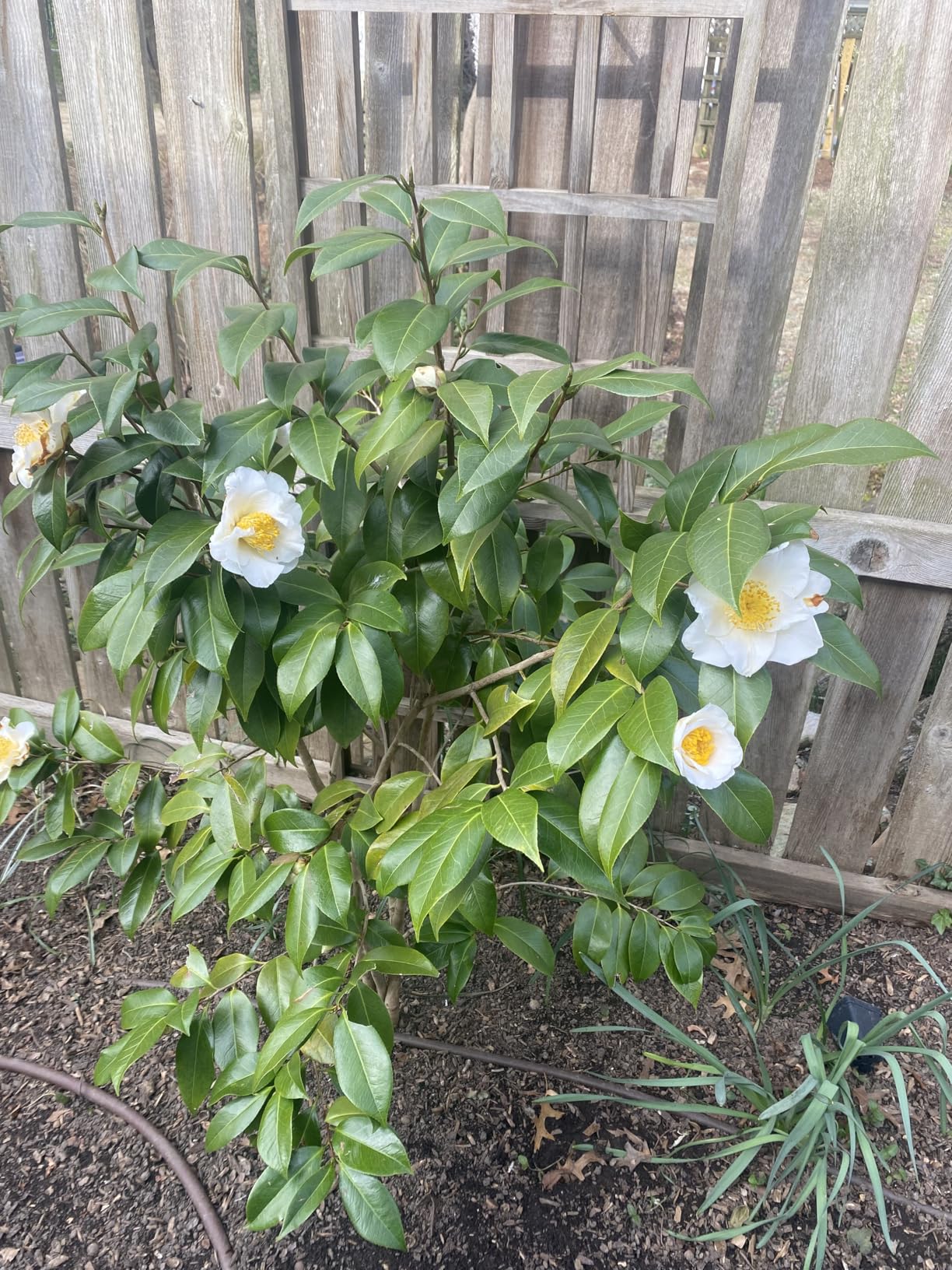 BugMD Peppermint Oil Spray for Rodents - 16oz Mouse Repellent & Rodent Repellent Spray, Natural Mice Repellent with Cinnamon, Clove, and Rosemary Oils - Safe Indoor & Outdoor Use - Customer Photo 5