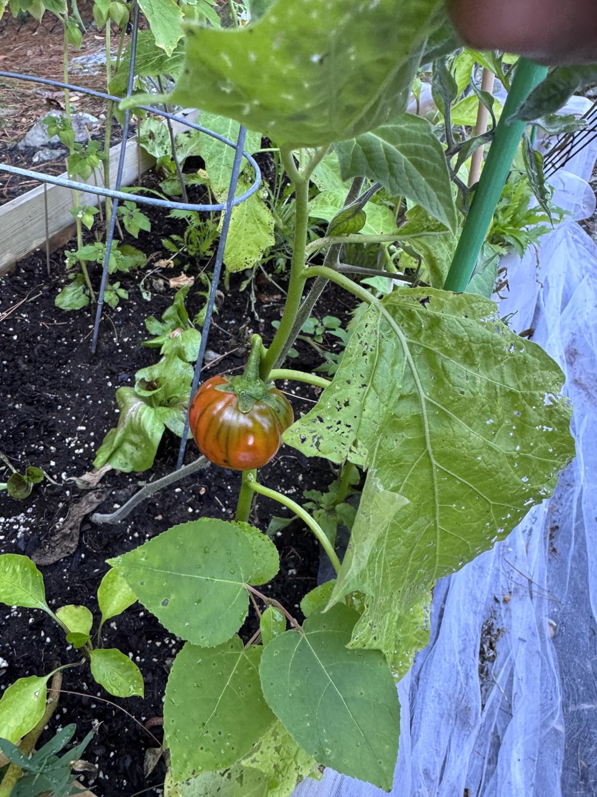 Greenes Fence Original Cedar Raised Garden Bed, 2' x 4' x 10.5