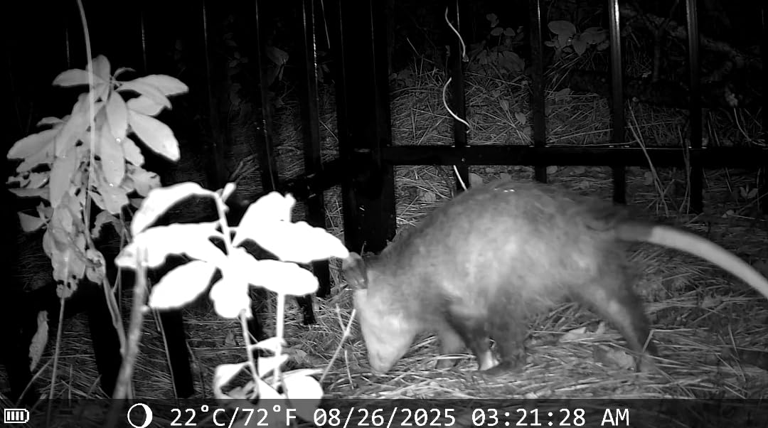 MAXDONE Solar Trail Camera WiFi Bluetooth, 48MP 30fps Game Camera Built-in 5200mAh Rechargeable Battery with Motion Activated 0.1s Trigger Speed Trail Cam IP66 with 32GB TF Card - Customer Photo 1