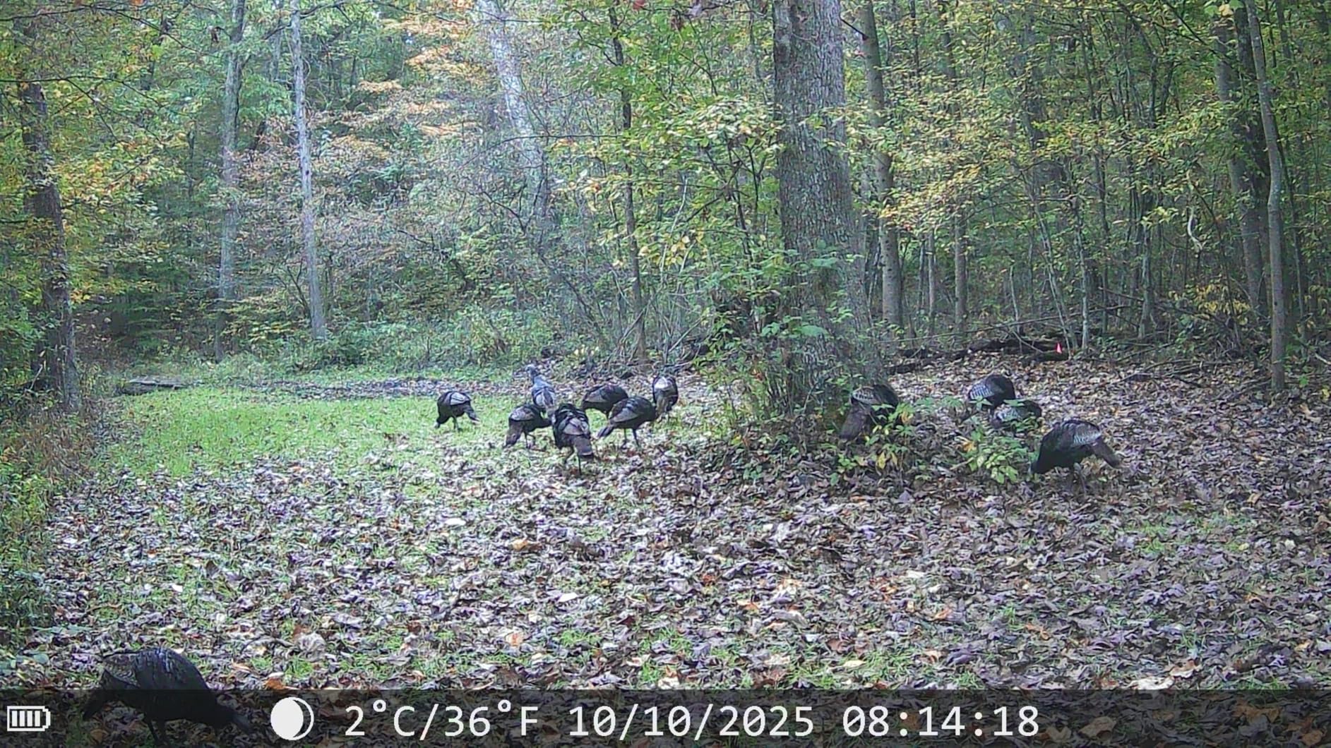 MAXDONE Solar Trail Camera WiFi Bluetooth, 48MP 30fps Game Camera Built-in 5200mAh Rechargeable Battery with Motion Activated 0.1s Trigger Speed Trail Cam IP66 with 32GB TF Card - Customer Photo 2