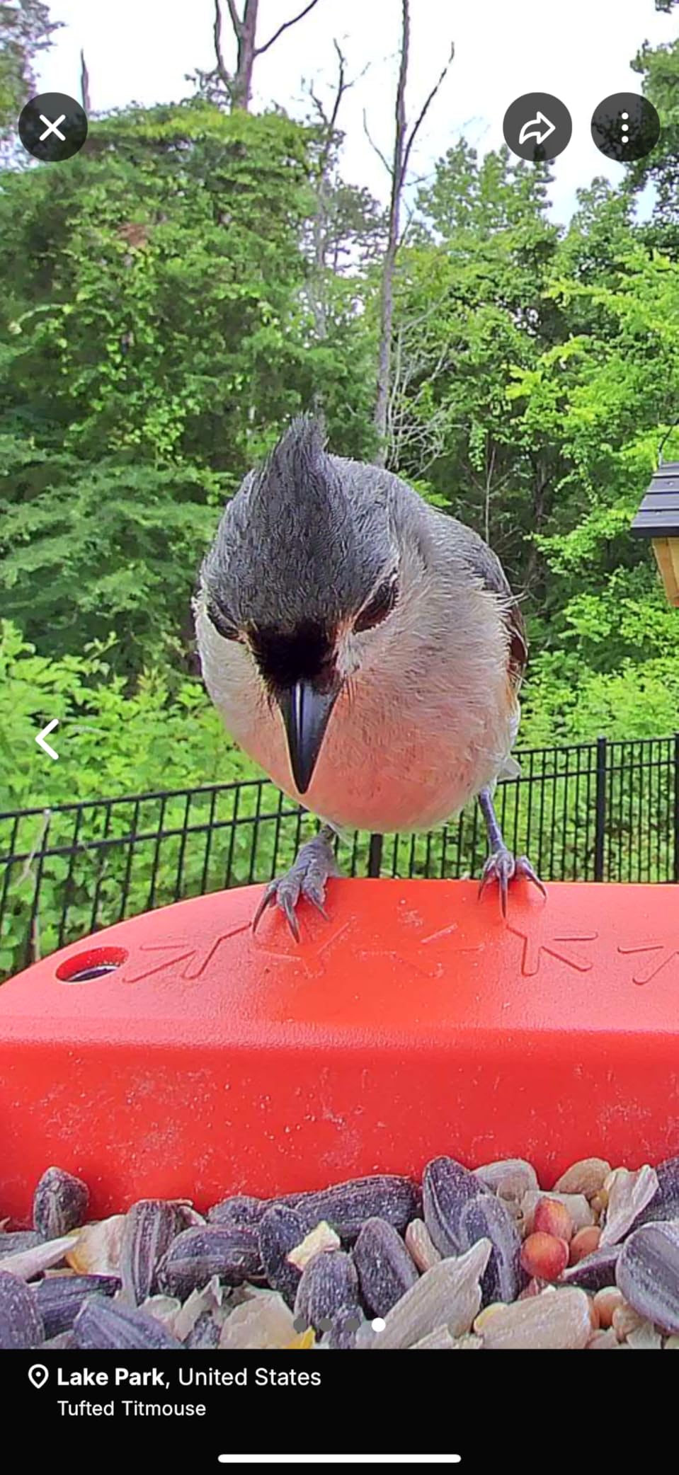 Birdbuddy PRO Solar Smart Bird Feeder with Camera - AI Bird Species Identification, 5MP Photos, 2K HD Video Live Stream Camera, Slow-Motion Video, 2.6in Focus - Blue Solar customer photo 2