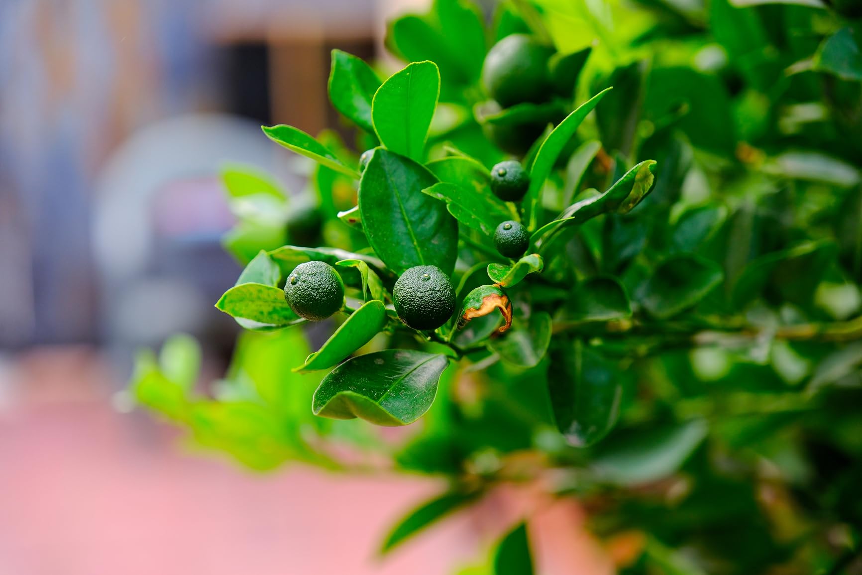 Fujinon XF16-55mmF2.8 R LM WR II Lens customer photo 1