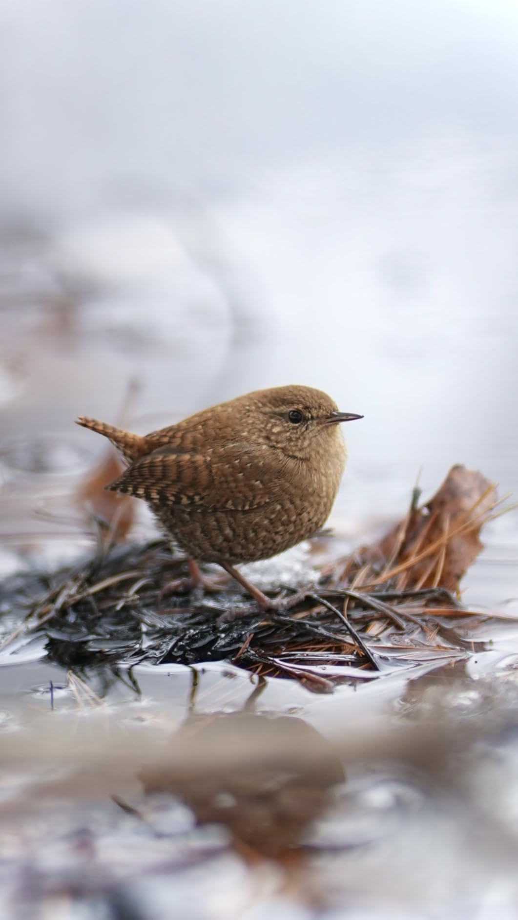 SIRUI Aurora 85mm F1.4 Full Frame Auto Focus Lens, Telephoto Prime Portrait Lens - Customer Photo 2