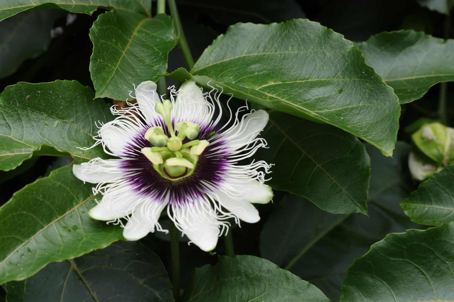 Canon EOS R5 Mark II Mirrorless Camera with Extra Canon LP-E6P Lithium-Ion Battery - Customer Photo 1