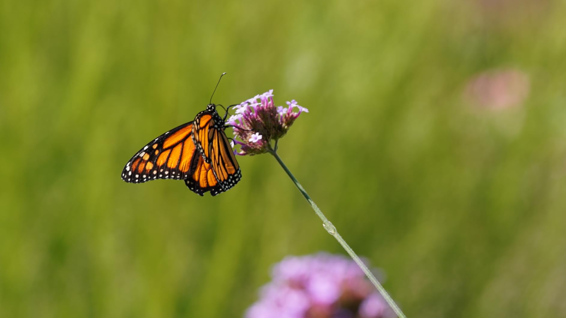Tamron 90mm f/2.8 Di III VXD 1:1 Macro for Sony E Mount Full Frame/APS-C Mirrorless Cameras - Customer Photo 2