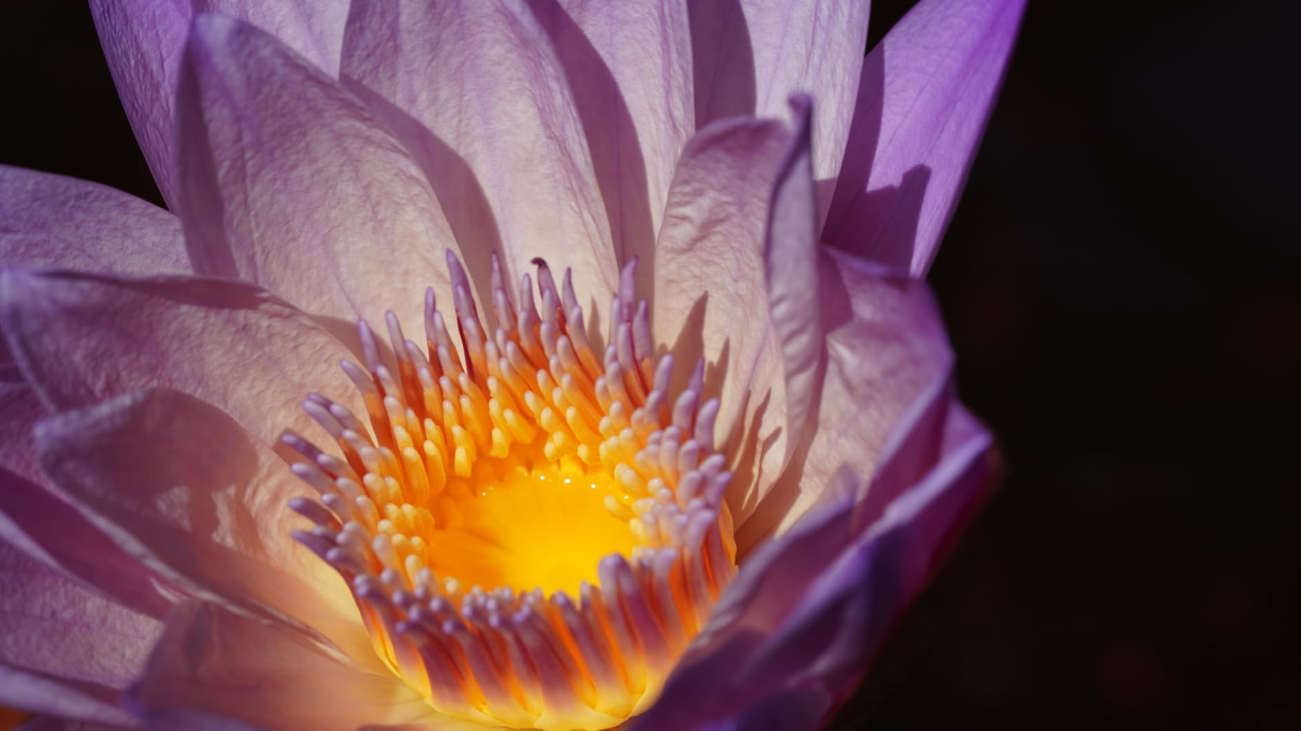 Tamron 90mm f/2.8 Di III VXD 1:1 Macro for Sony E Mount Full Frame/APS-C Mirrorless Cameras - Customer Photo 5